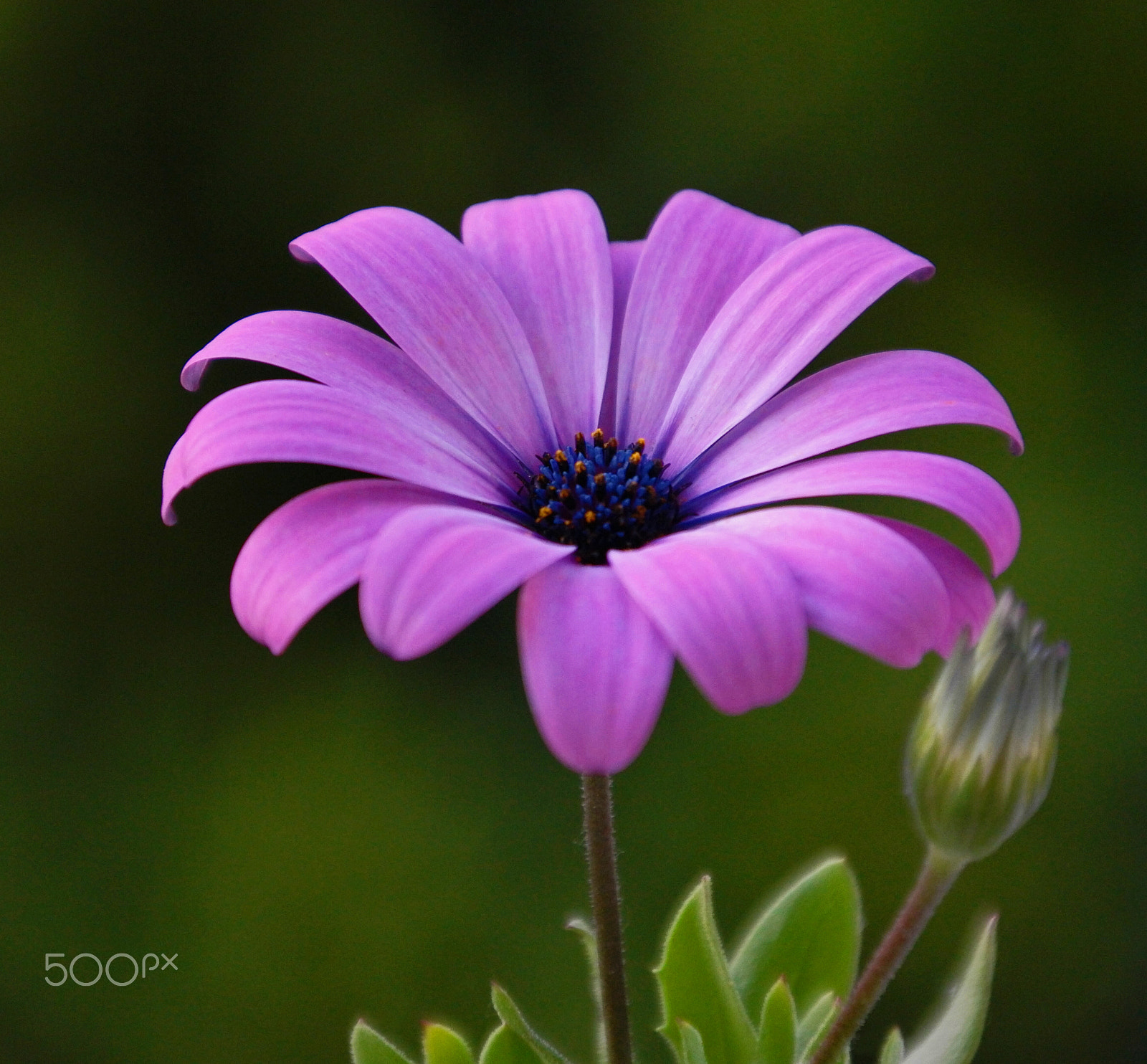 Samsung NX500 + NX 18-200mm F3.5-6.3 sample photo. Flower art photography