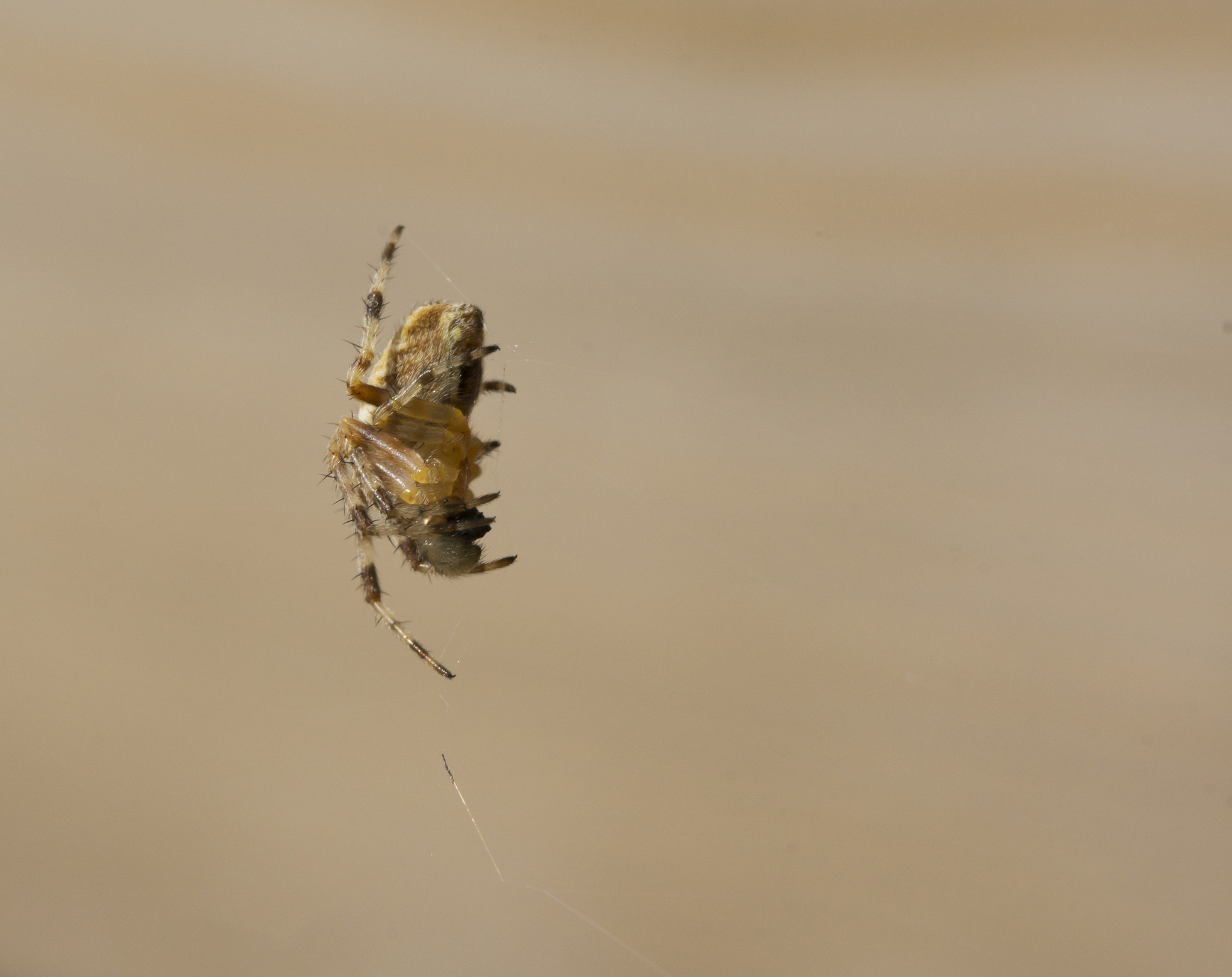 Sony SLT-A77 + Tamron Lens (255) sample photo. Cross spider photography