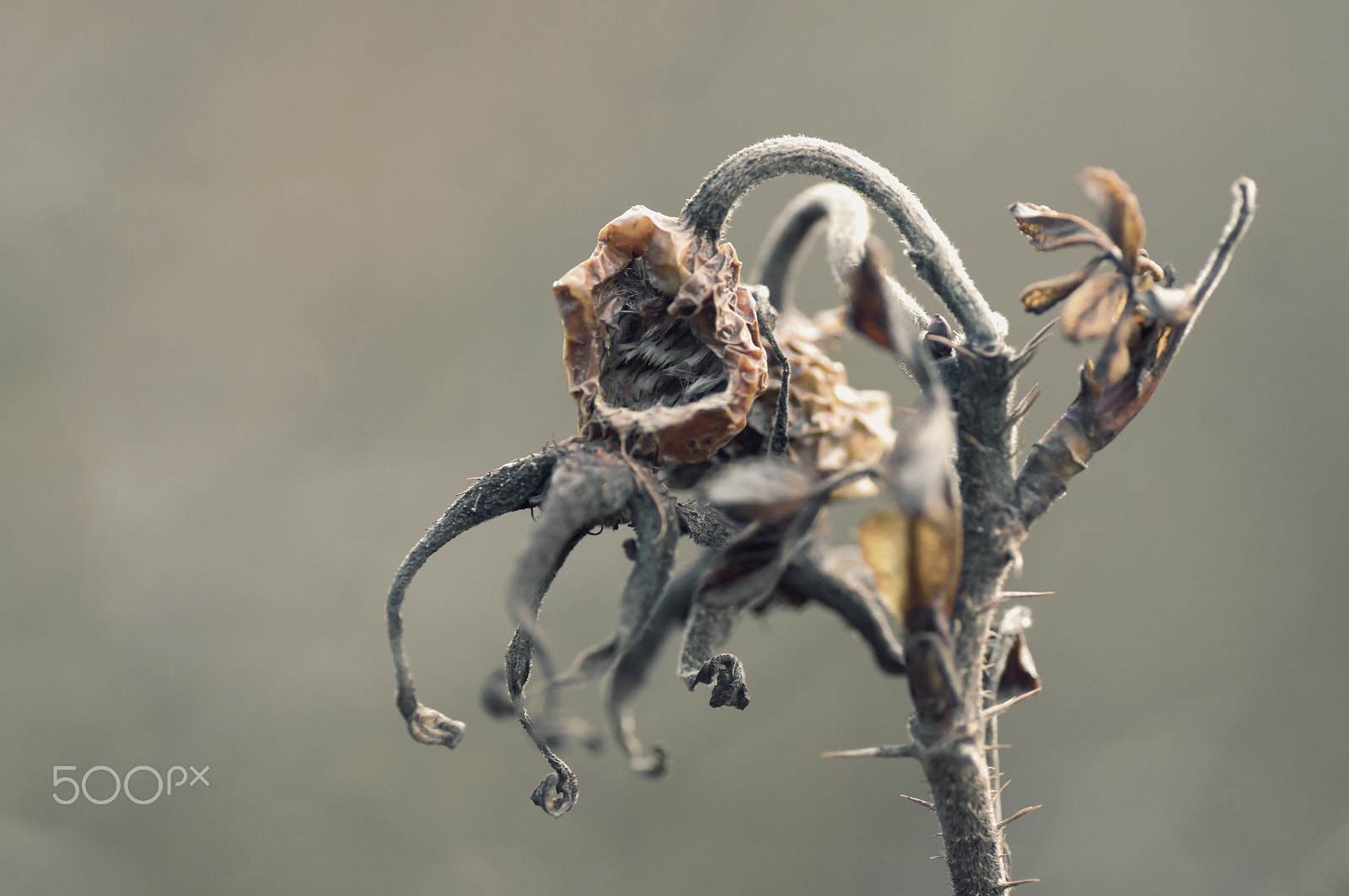Sony Alpha DSLR-A580 + Tamron SP AF 90mm F2.8 Di Macro sample photo. Showered with light photography