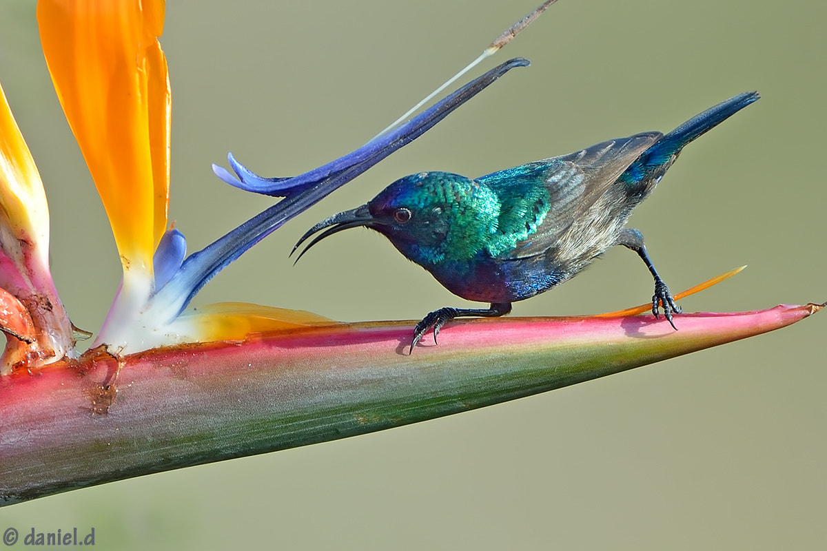 Nikon AF-S Nikkor 500mm F4D ED-IF II sample photo. Sunbird photography