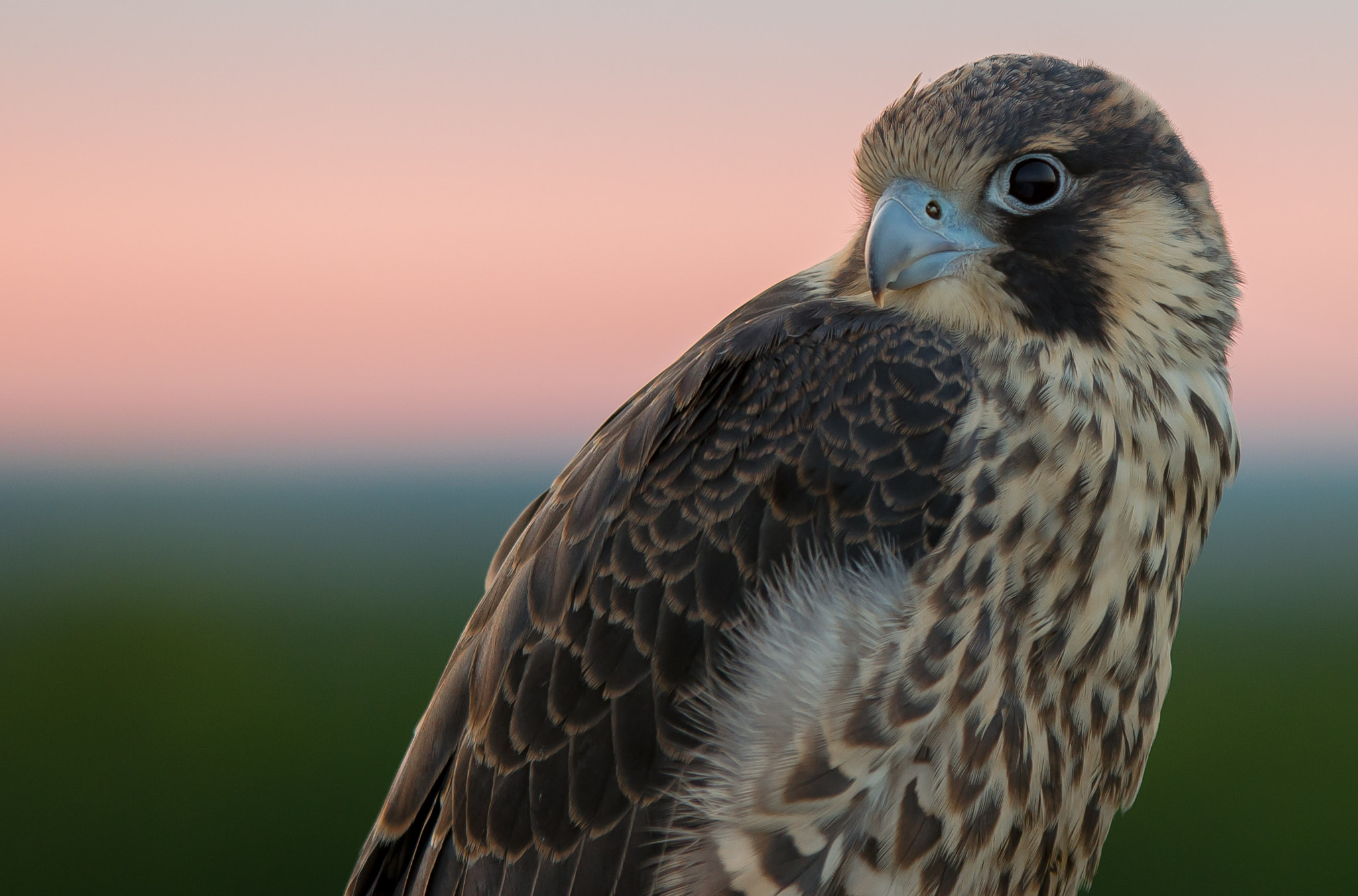 Sigma 70-200mm F2.8 EX DG OS HSM sample photo. Junger wanderfalke photography
