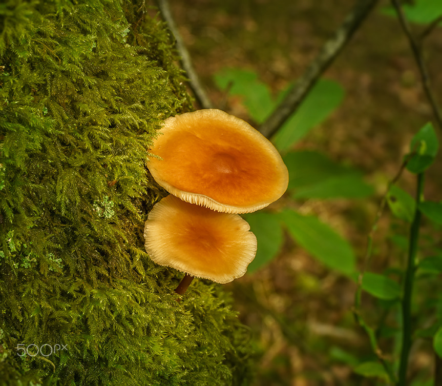 Sony a7R + E 50mm F2.8 sample photo. Asturias lactarius omphalifornis romang photography