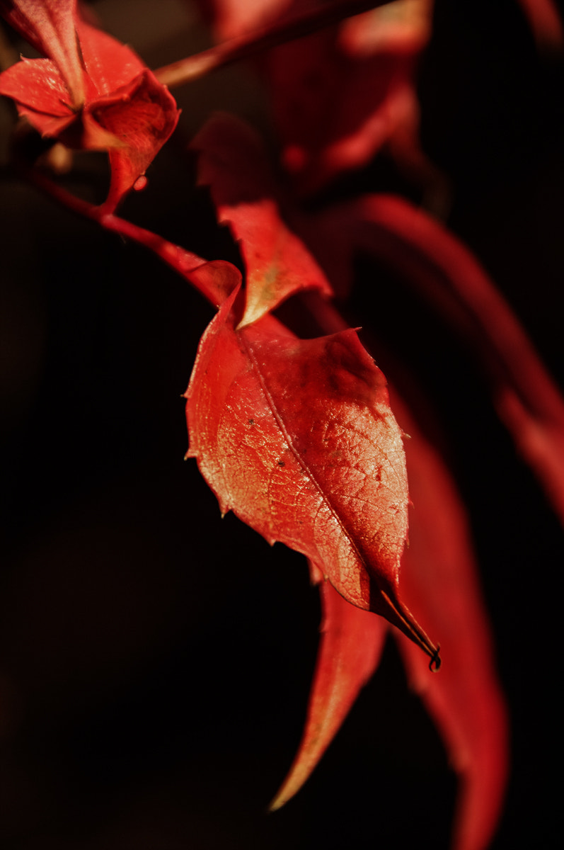 Pentax K-7 sample photo. .a..аutumn whim with thoughts of spring....... photography