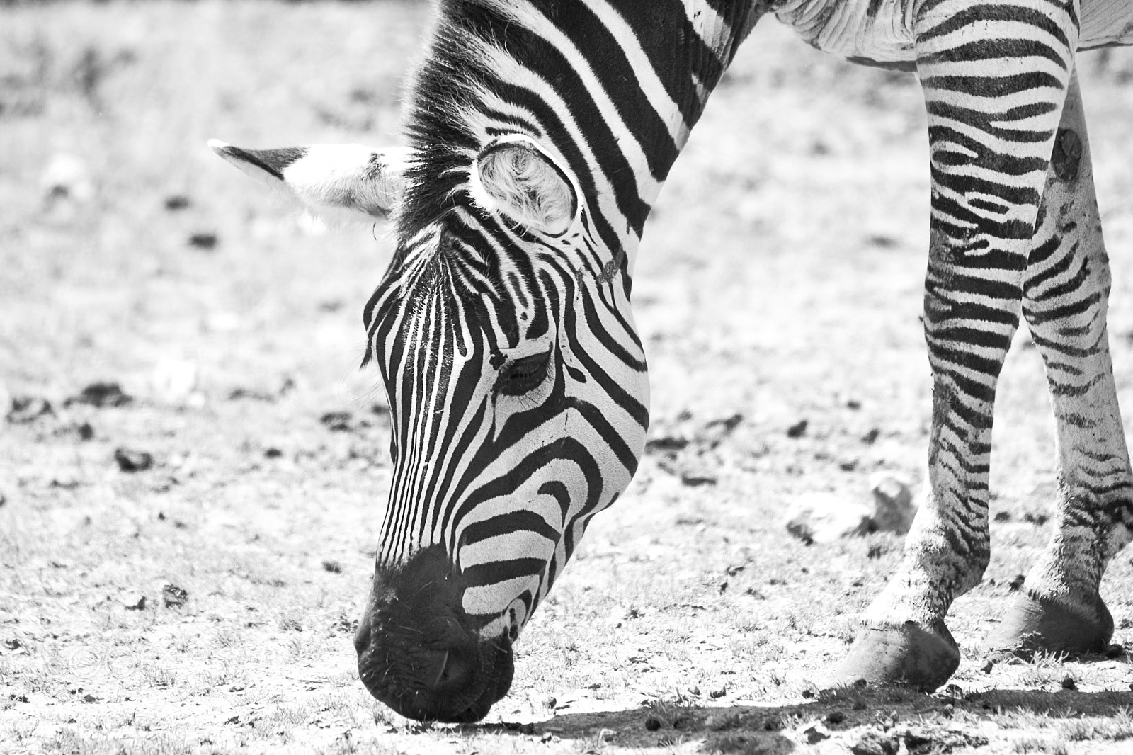 Sigma 150-500mm F5-6.3 DG OS HSM sample photo. Fa240 photography