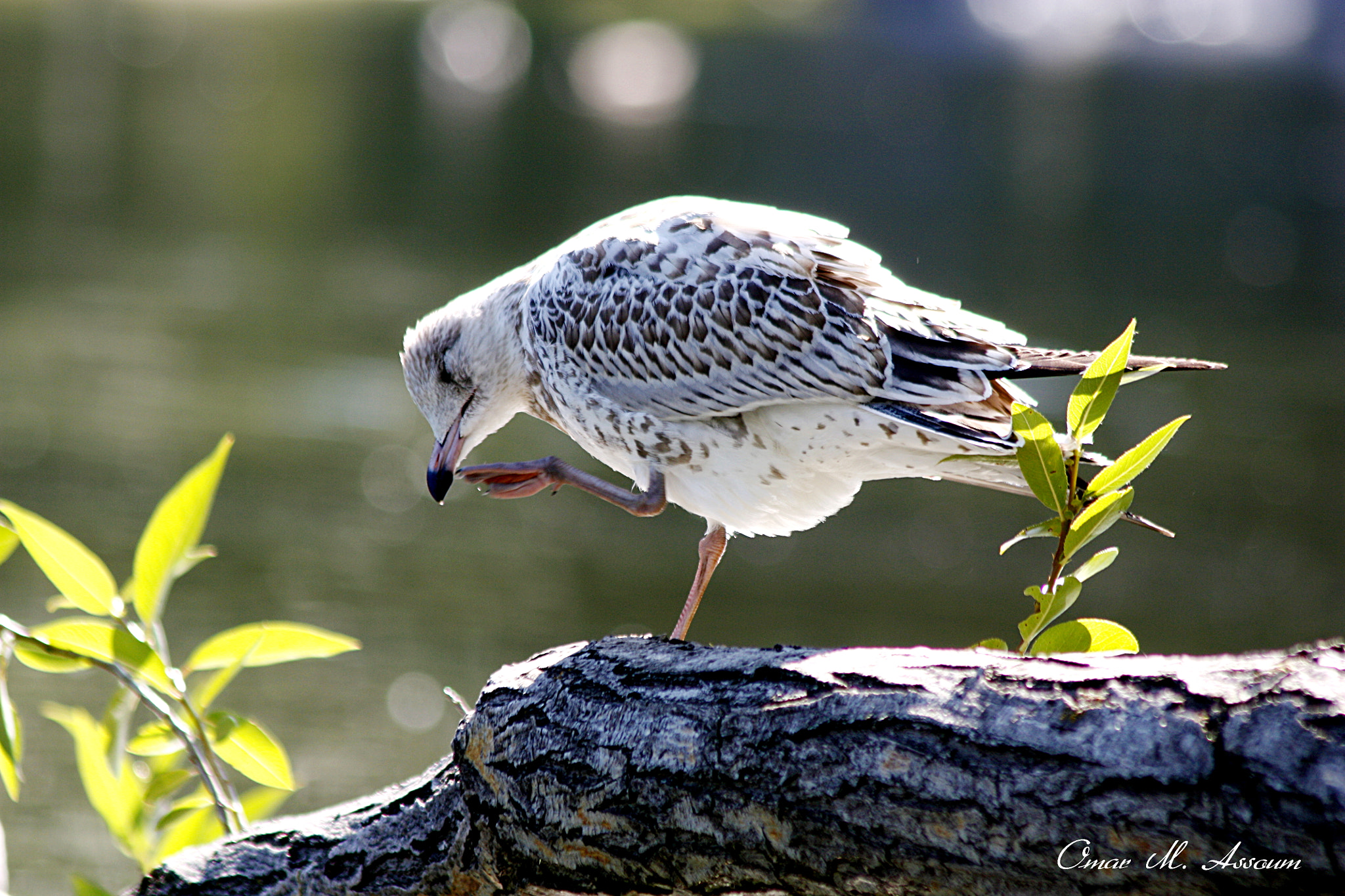Canon EF 75-300mm F4.0-5.6 IS USM sample photo. Young gall photography