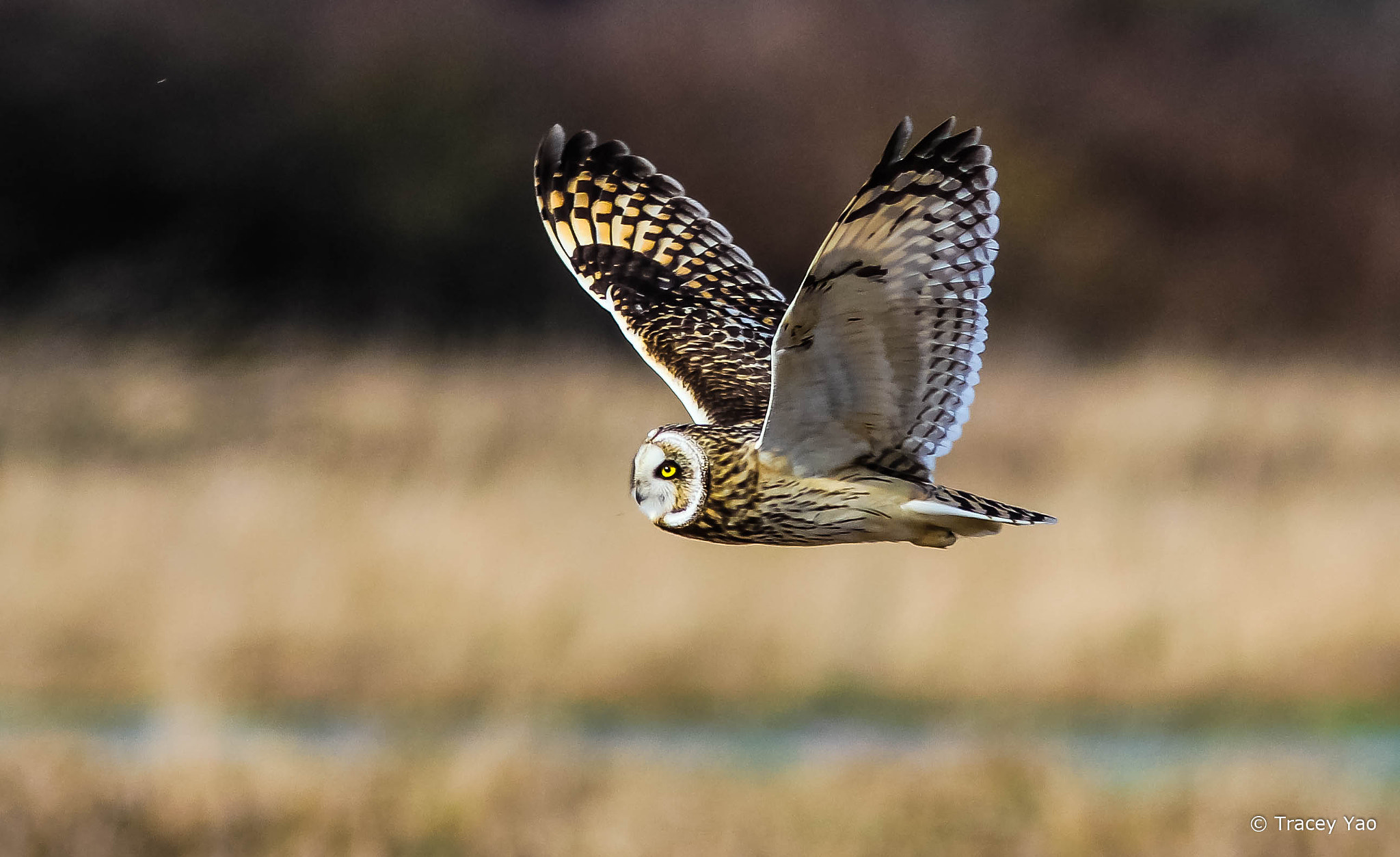 Canon EF 300mm F4L IS USM sample photo. Short eared owl scanning the fields for a meal photography