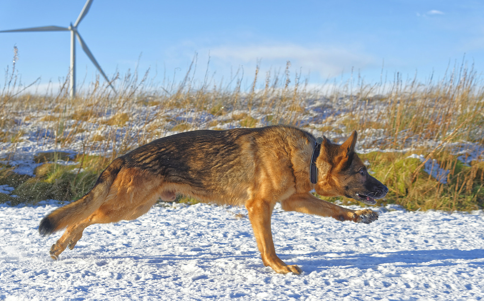 Nikon D4S sample photo. Winter shepherd photography