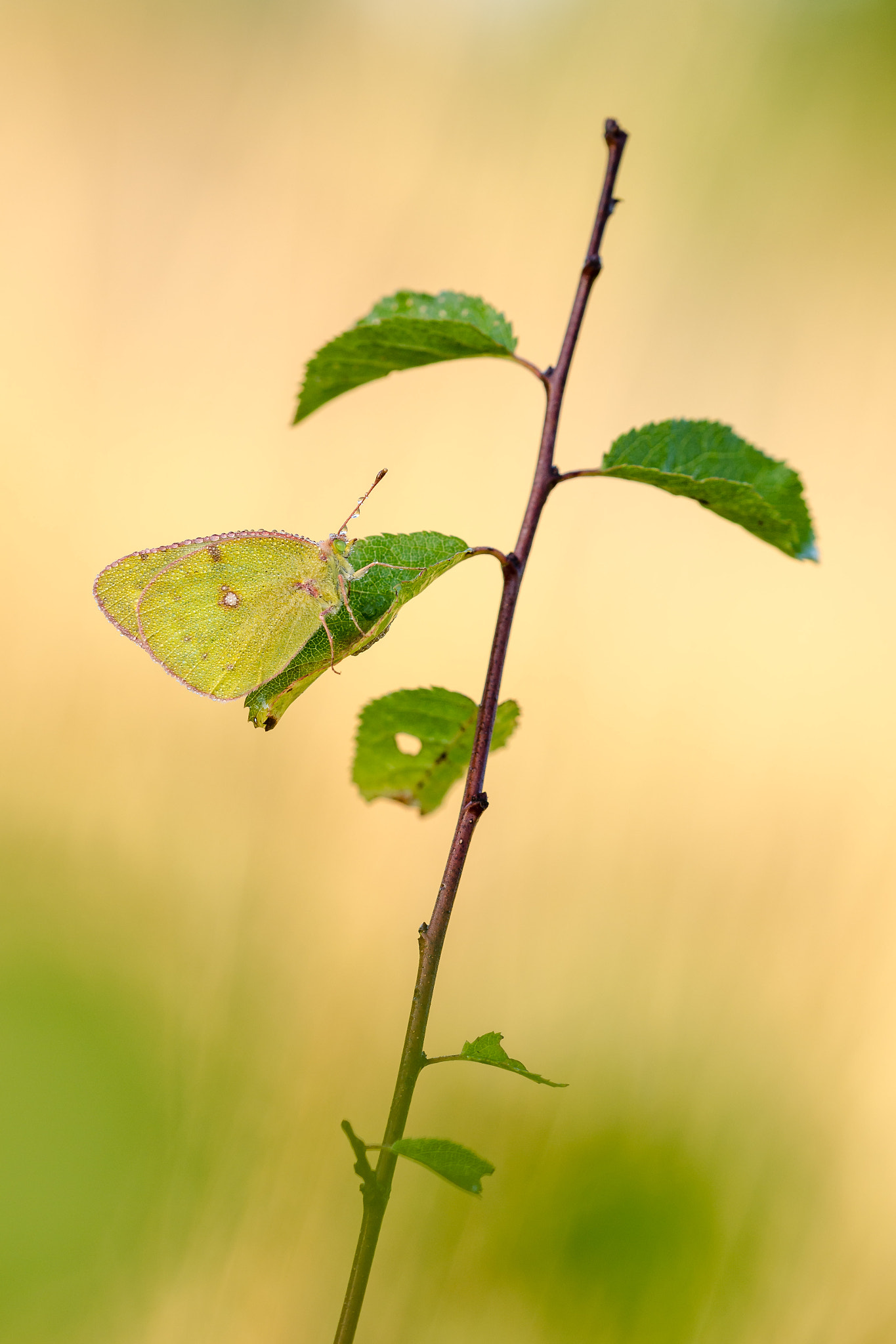 Sigma 150mm F2.8 EX DG Macro HSM sample photo. Colias hyale photography