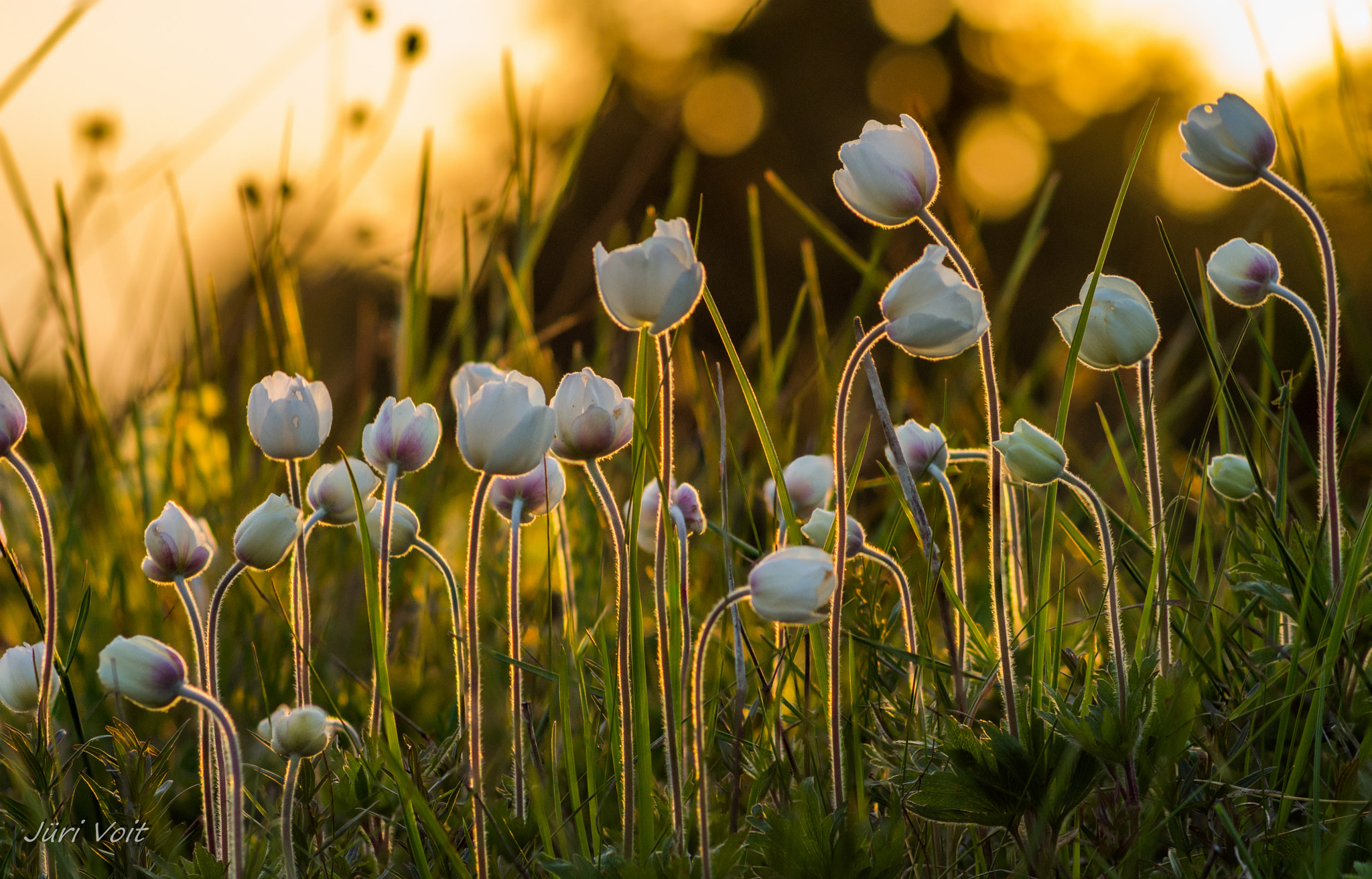 Tamron AF 70-300mm F4-5.6 Di LD Macro sample photo. Waiting for springtime. photography