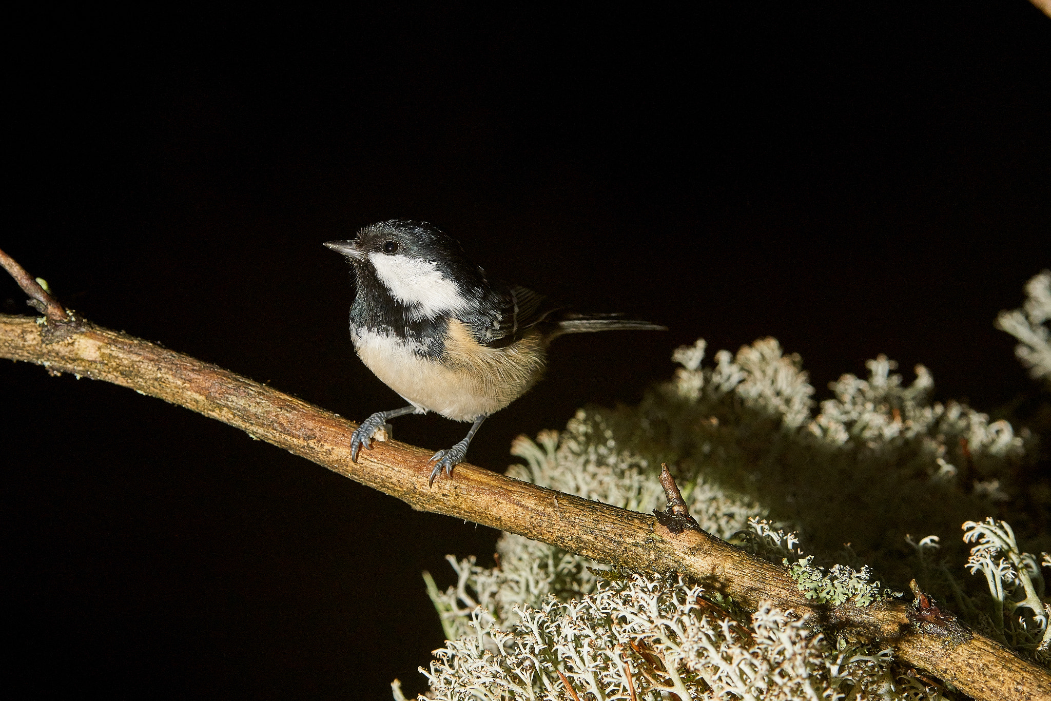 Sony ILCA-77M2 + 70-200mm F2.8 sample photo. Coal tit photography