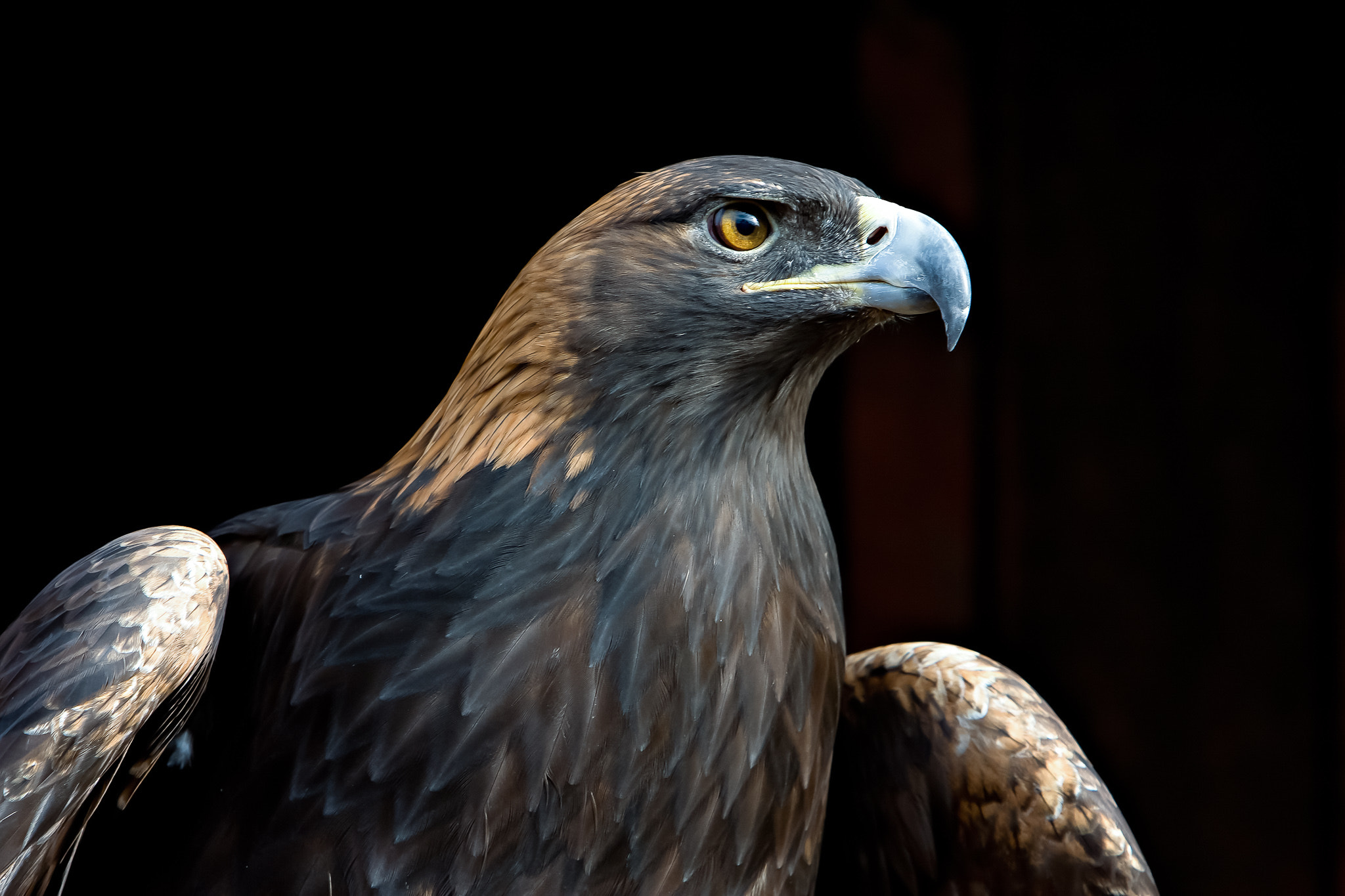 Canon EF 70-200mm F2.8L IS USM sample photo. Golden eagle photography