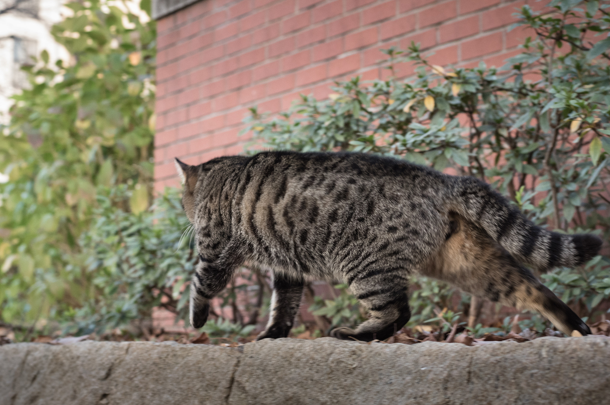 Pentax K-3 II + A Series Lens sample photo. Follow me photography