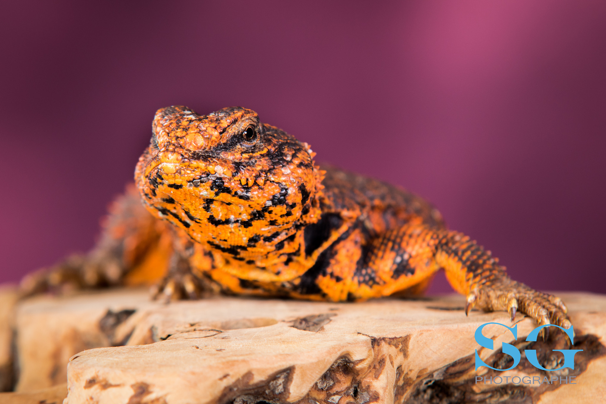 Sigma 70-200mm F2.8 EX DG OS HSM sample photo. Reptile photography