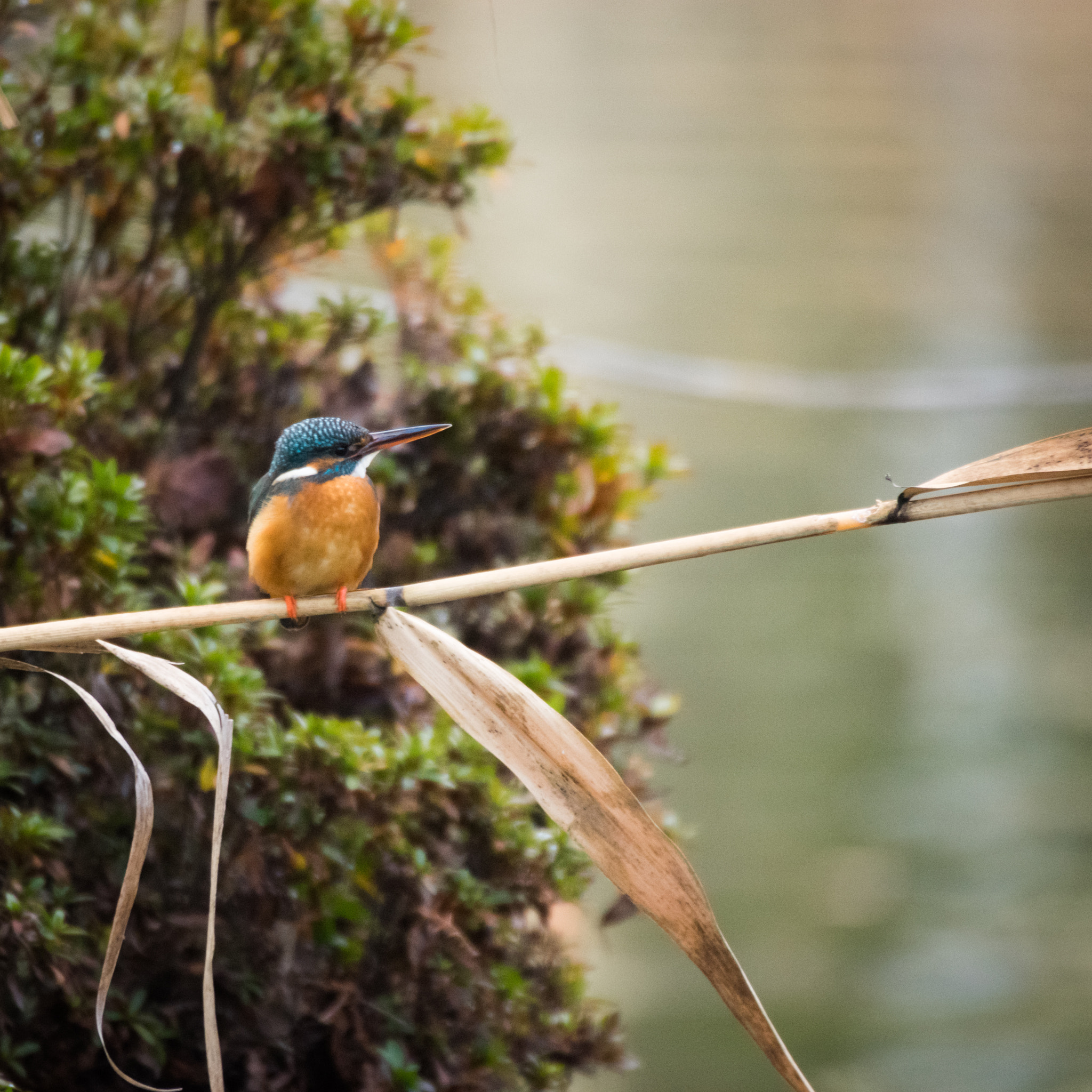 Sigma 50-500mm F4.5-6.3 DG OS HSM sample photo. Kingfisher photography