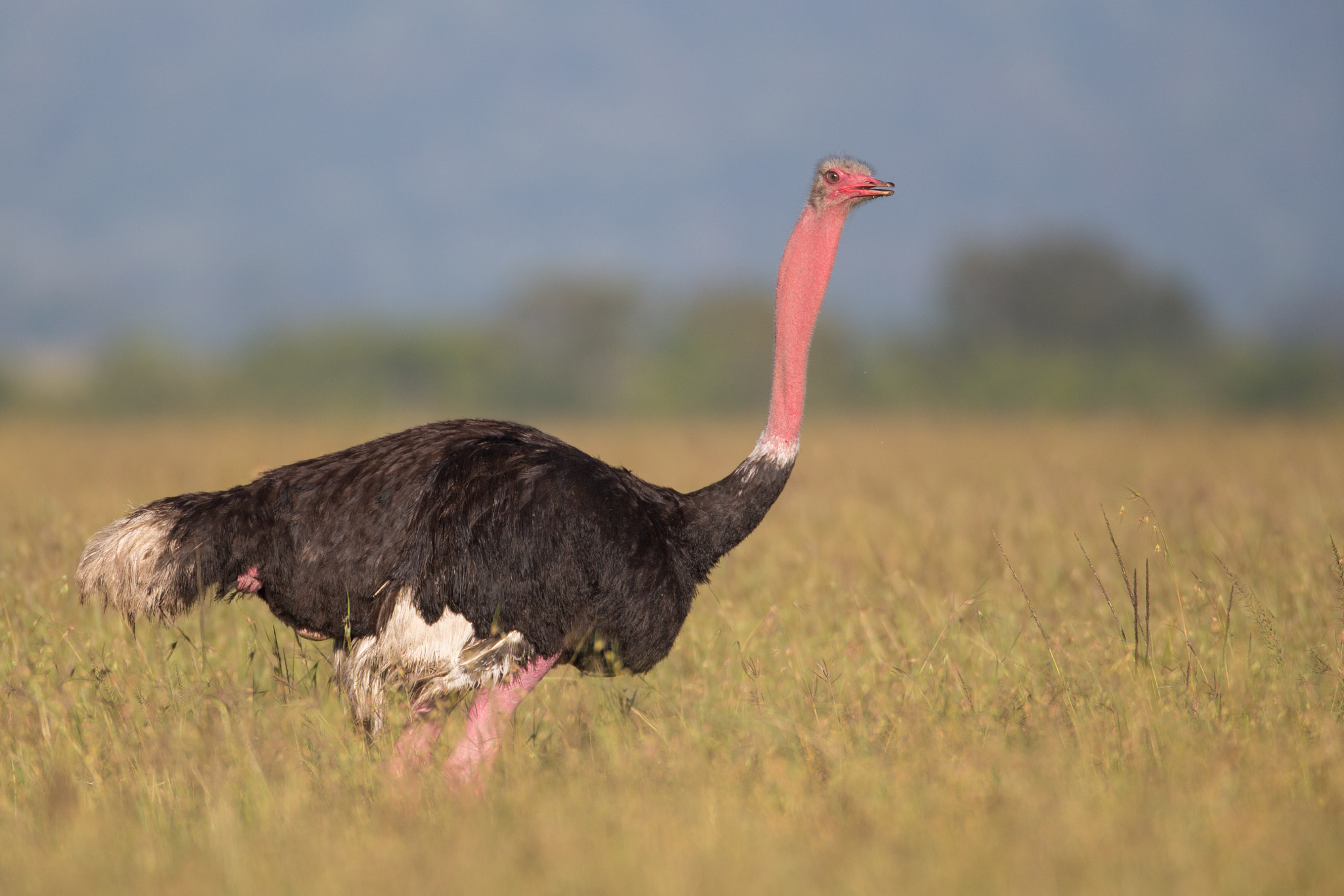 Canon EOS-1D X + Canon EF 600mm F4L IS USM sample photo. Ostrich in breeding plumage photography