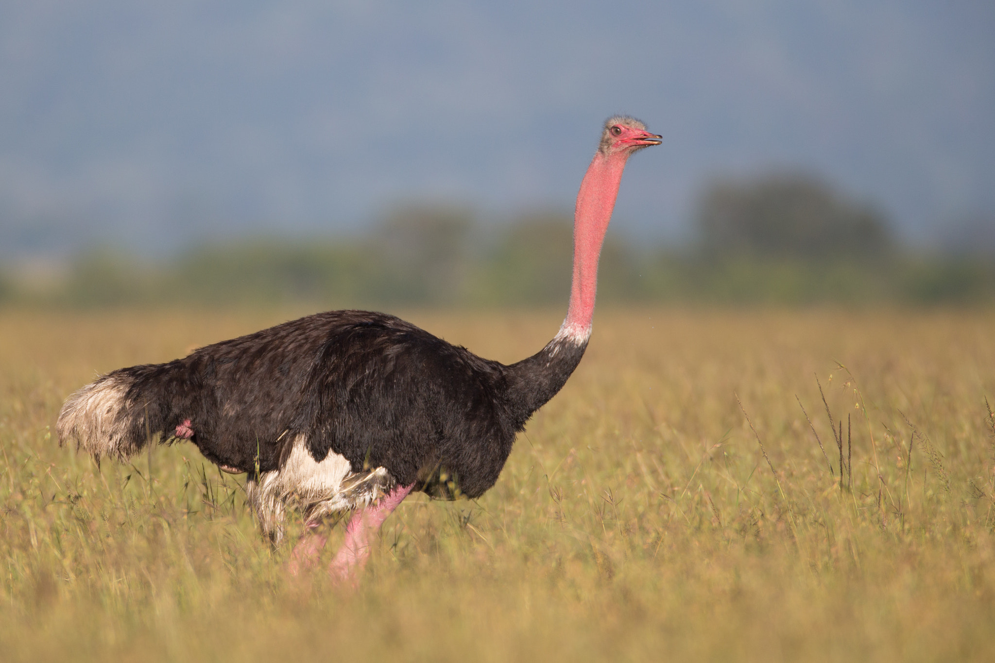 Canon EF 600mm F4L IS USM sample photo. Ostrich in breeding plumage photography