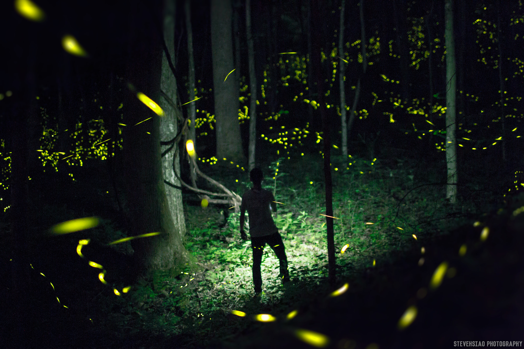 Canon EF 35mm F1.4L USM sample photo. Night visit to the forest photography