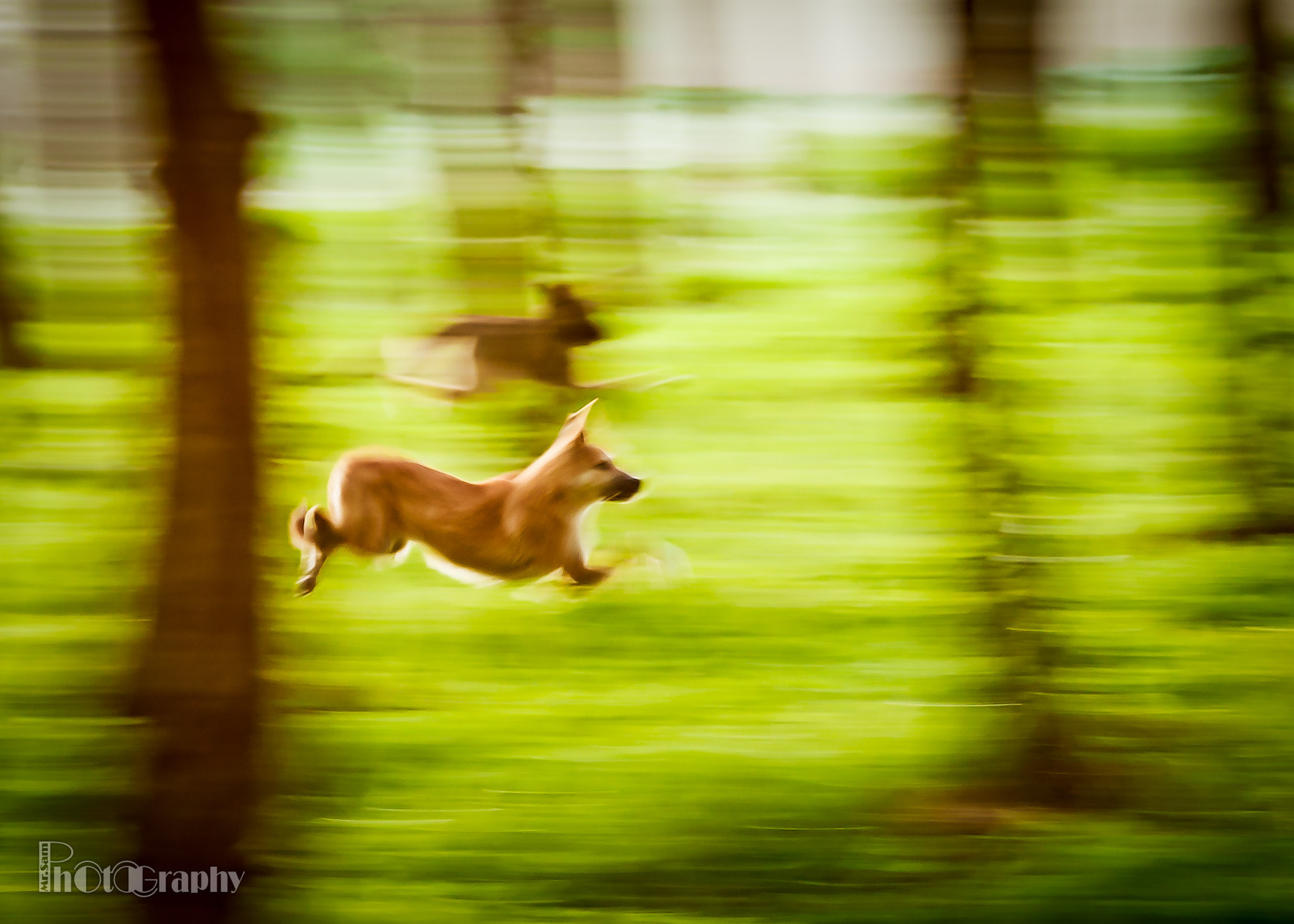 Canon EOS 450D (EOS Rebel XSi / EOS Kiss X2) sample photo. Run, doggy, run!!! photography