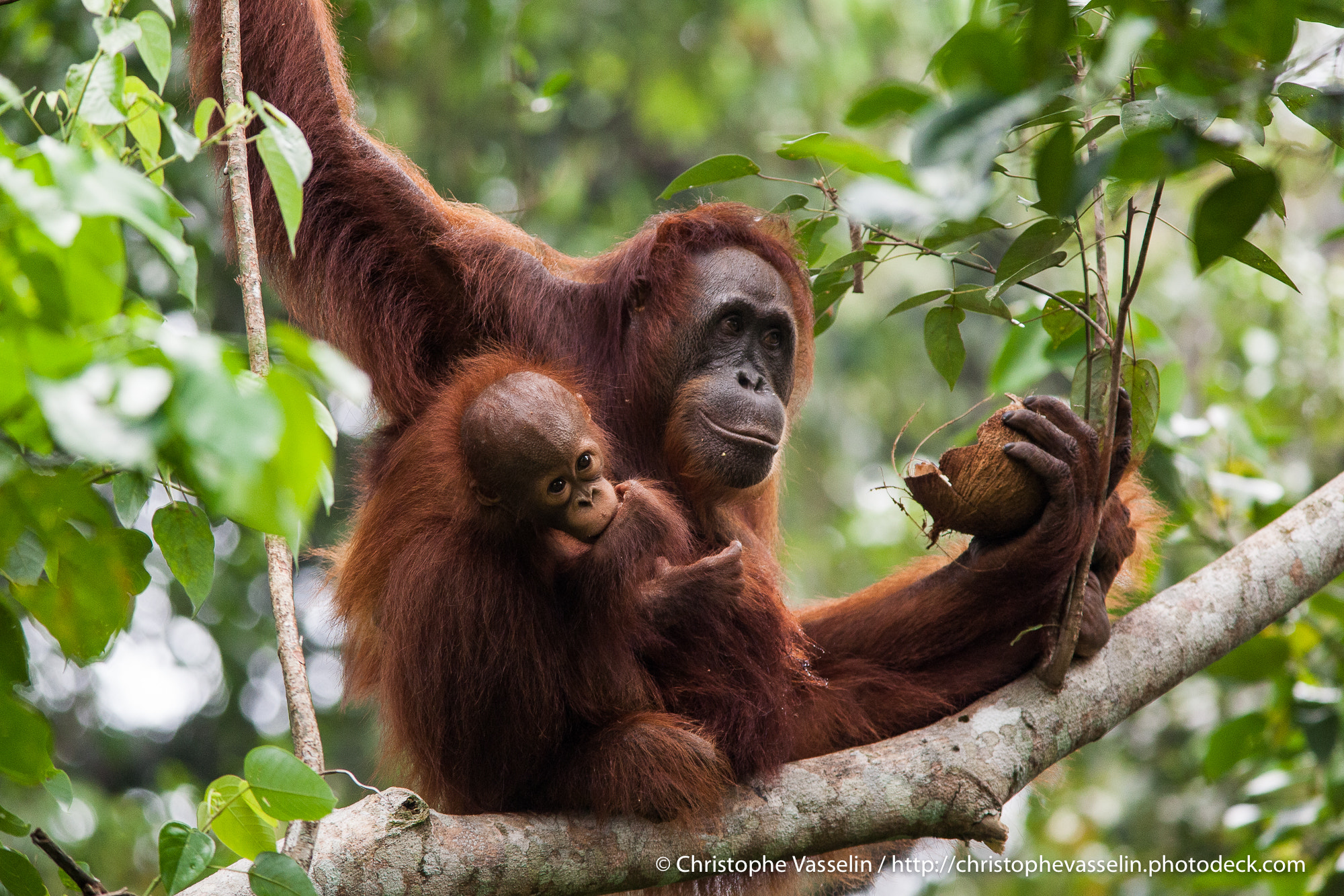 Canon EOS 5D + Canon EF 300mm F4L IS USM sample photo. Female orang utan and her baby photography