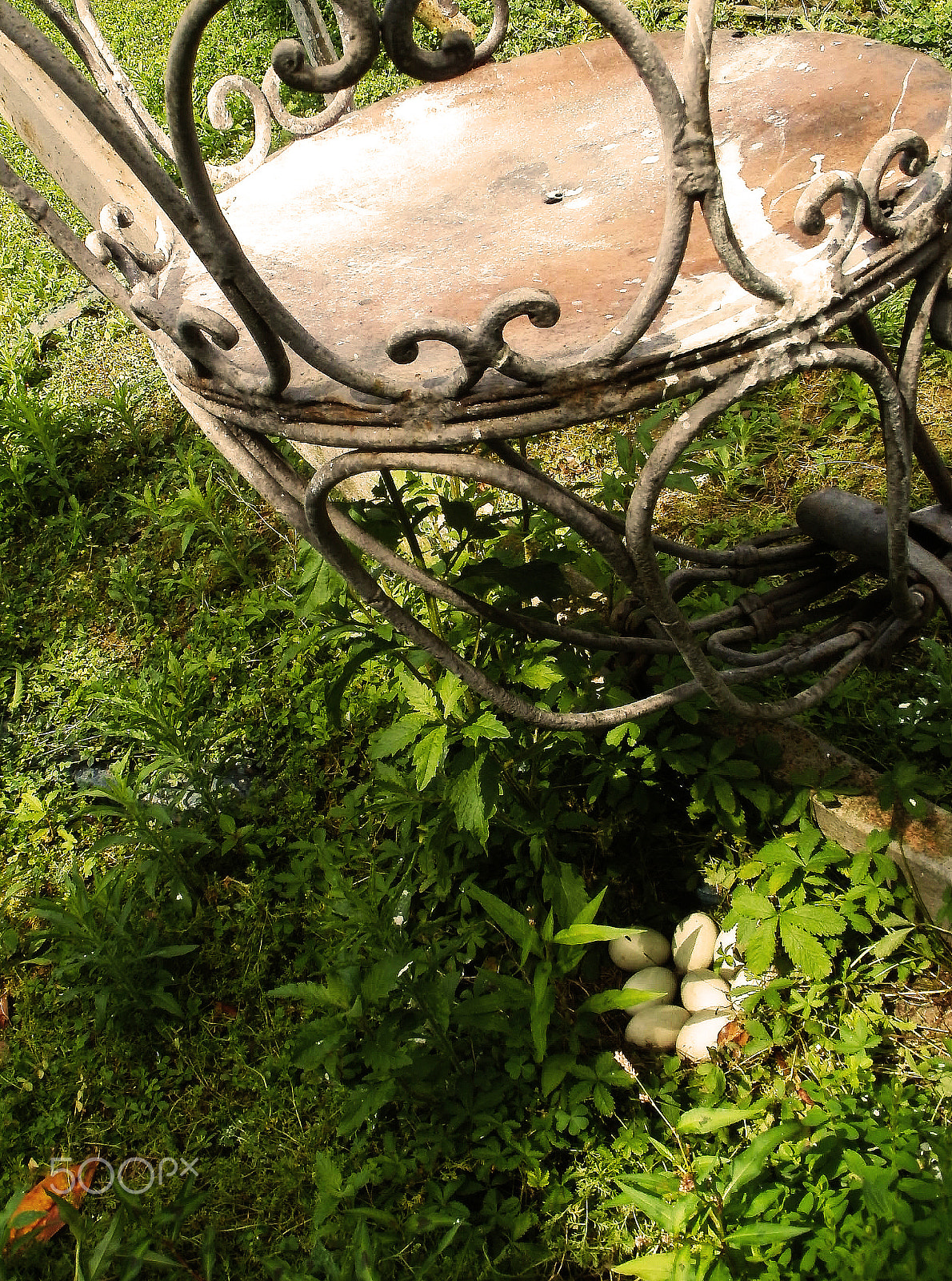 Olympus FE47,X43 sample photo. Nest and rust photography