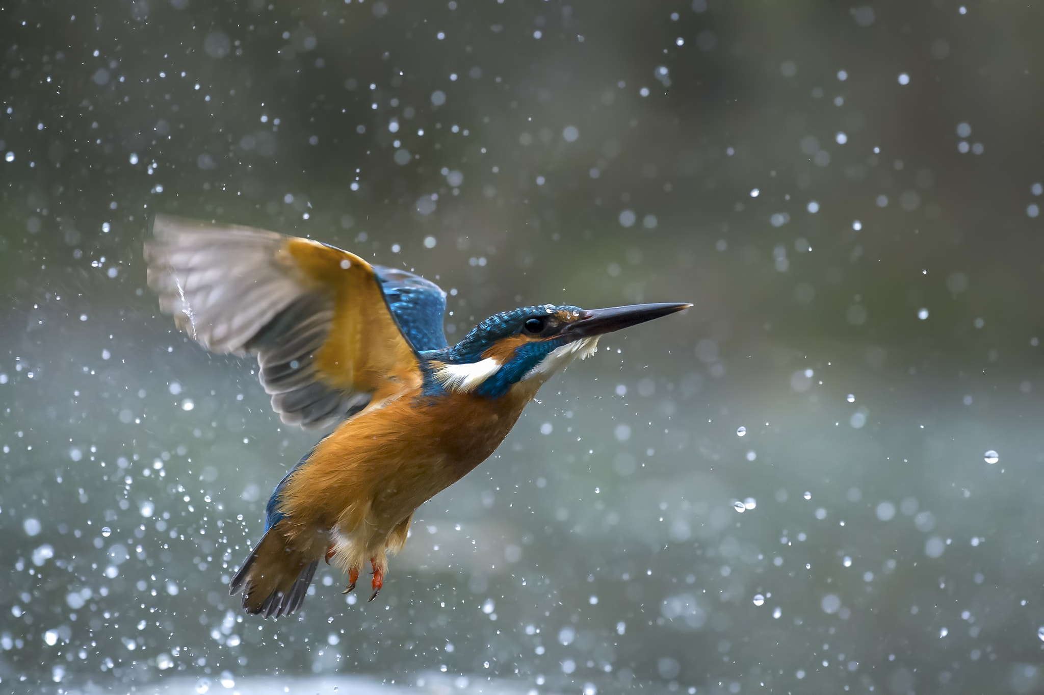 Nikon AF-S Nikkor 70-200mm F4G ED VR sample photo. Kingfisher & drops photography