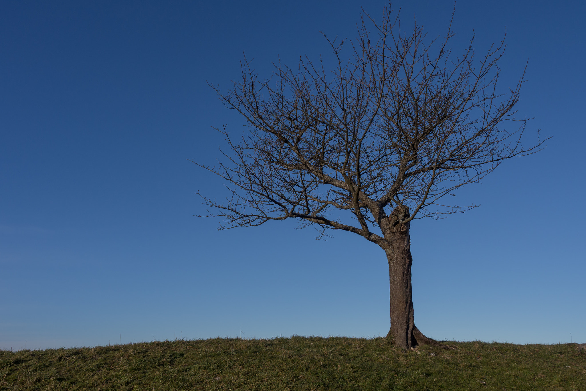 Olympus Zuiko Digital ED 12-60mm F2.8-4.0 SWD sample photo. Steady as a tree photography