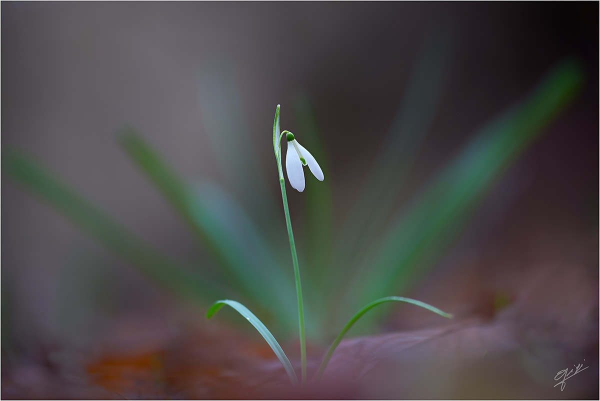 Sigma 150mm F2.8 EX DG OS Macro HSM sample photo. Snowdrop2 photography
