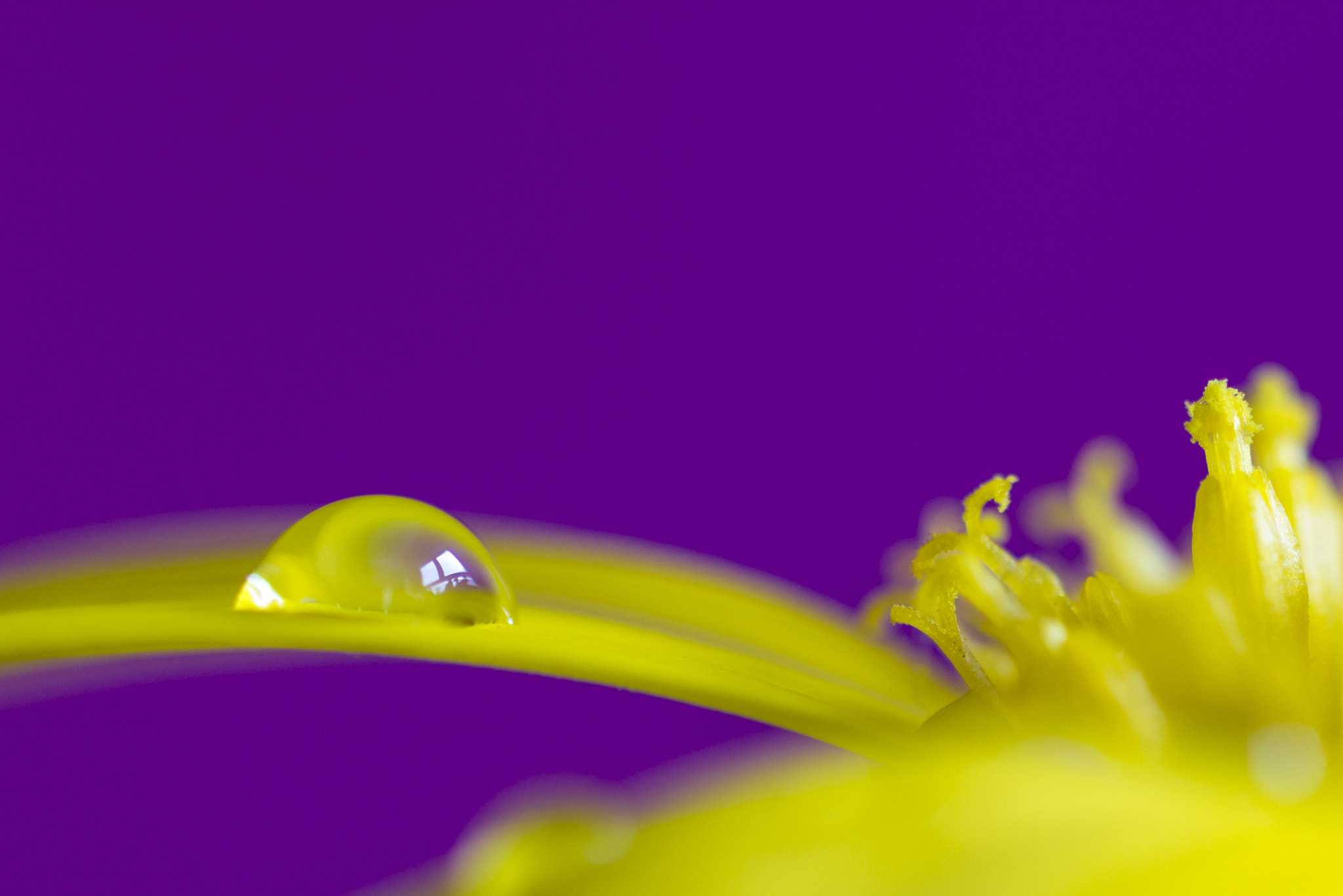 Sigma 105mm F2.8 EX DG OS HSM sample photo. Yellow feber photography