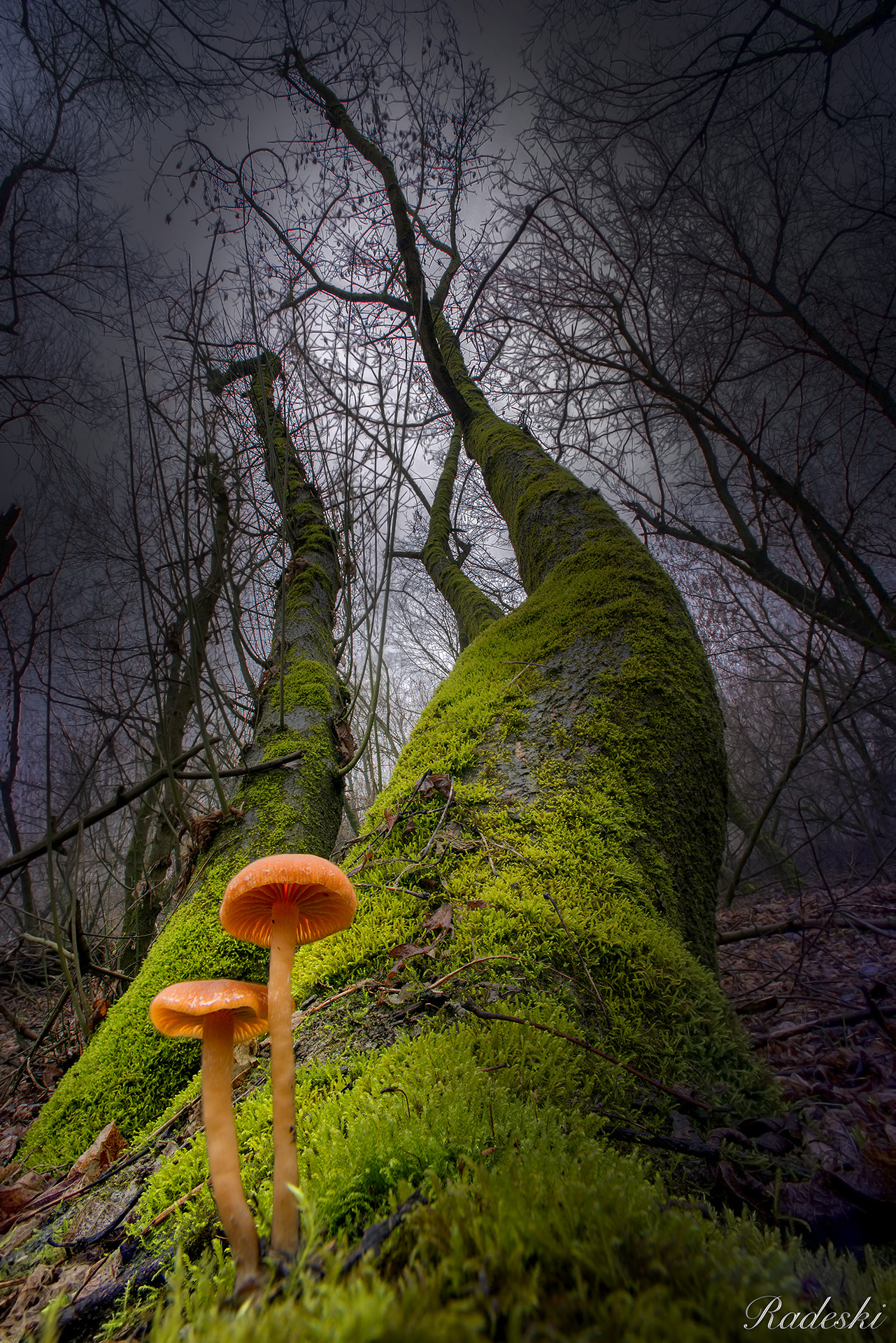 Nikon D800E + Nikon AF Nikkor 14mm F2.8D ED sample photo. Creature del bosco photography