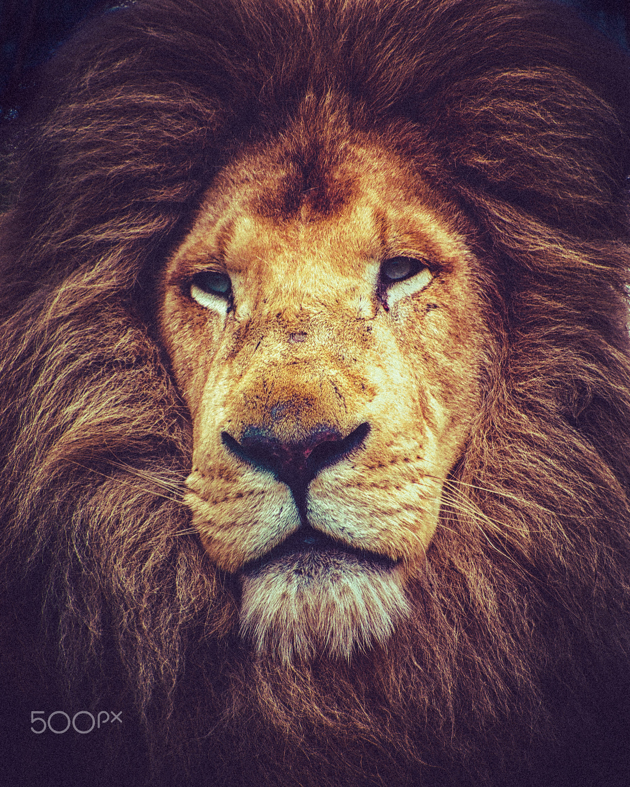 Panasonic Lumix G Vario 45-200mm F4-5.6 OIS sample photo. Casper the white lion photography
