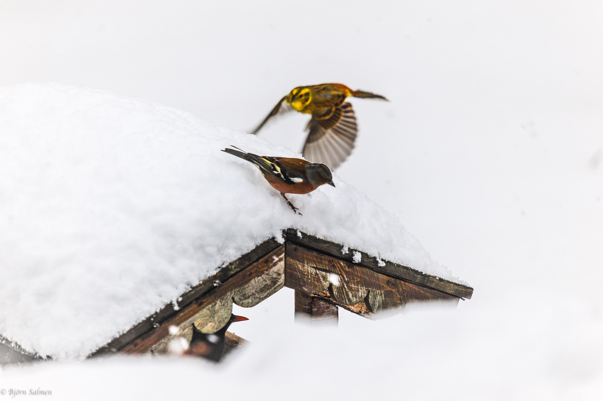 Nikon D700 + Sigma 50-500mm F4-6.3 EX APO RF HSM sample photo. Winter photography