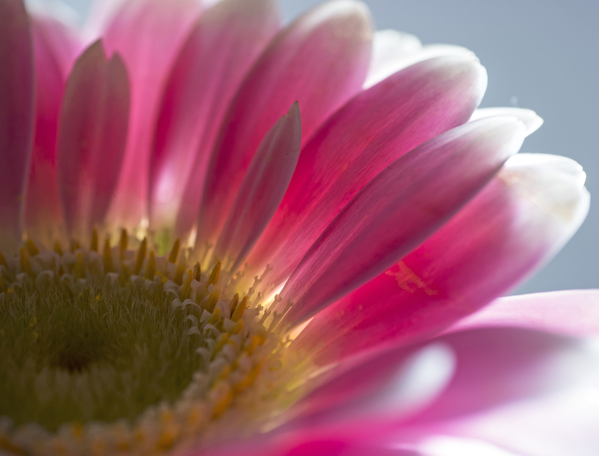 Panasonic Leica DG Macro-Elmarit 45mm F2.8 ASPH OIS sample photo. Let the light shine through photography
