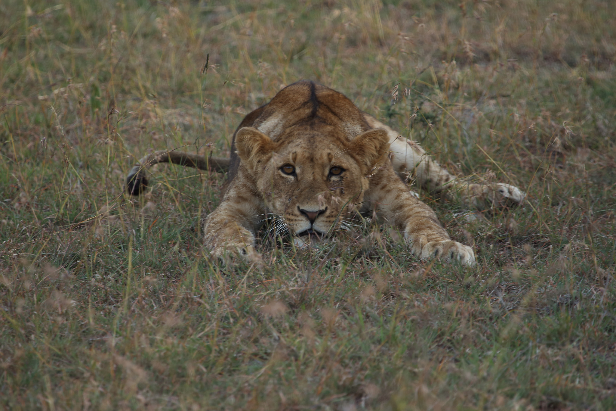 Canon EF 100-400mm F4.5-5.6L IS USM sample photo. Lion on the hunt photography