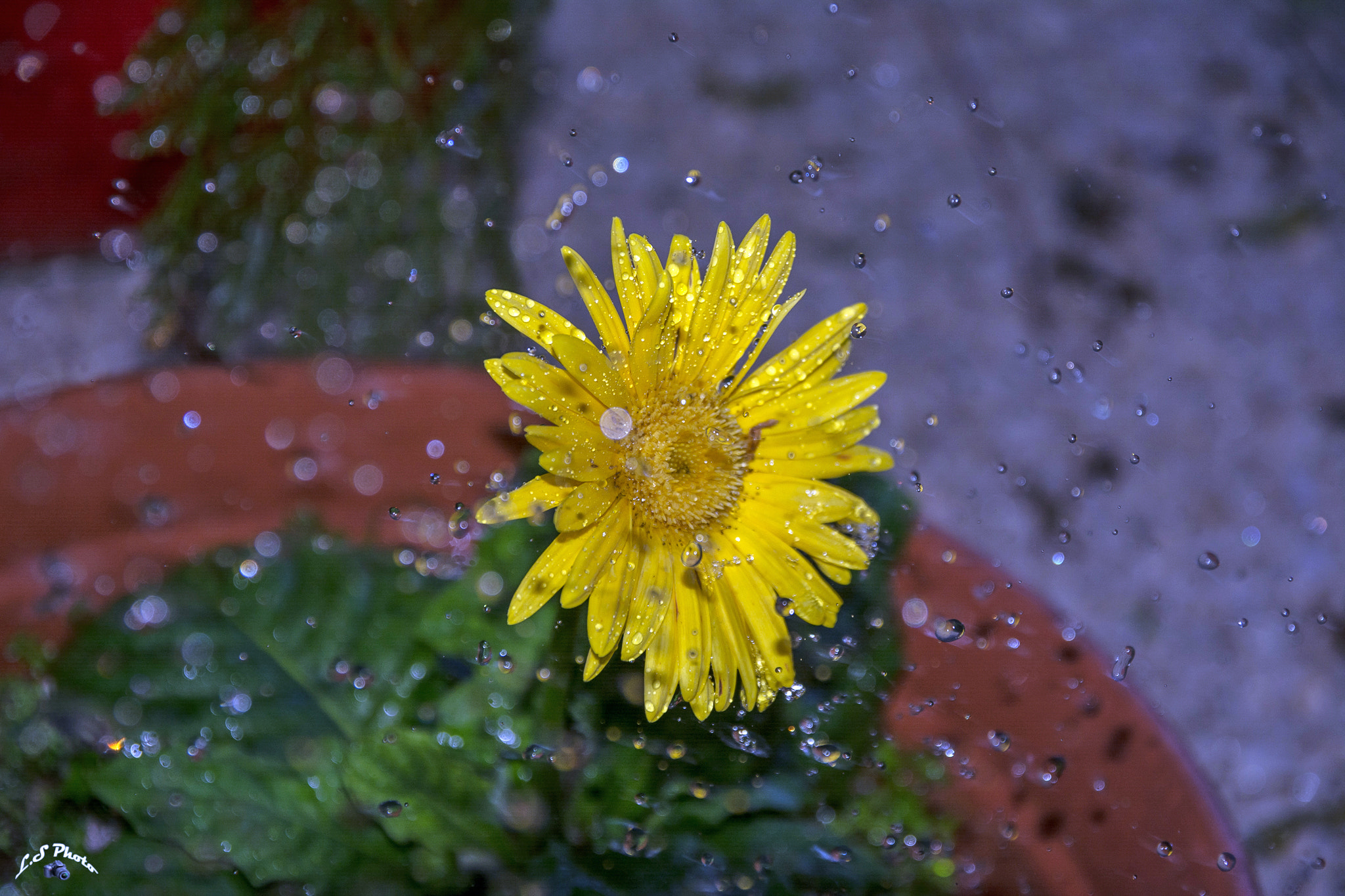 Sigma 17-70mm F2.8-4 DC Macro OS HSM | C sample photo. Flower goute d'eau photography