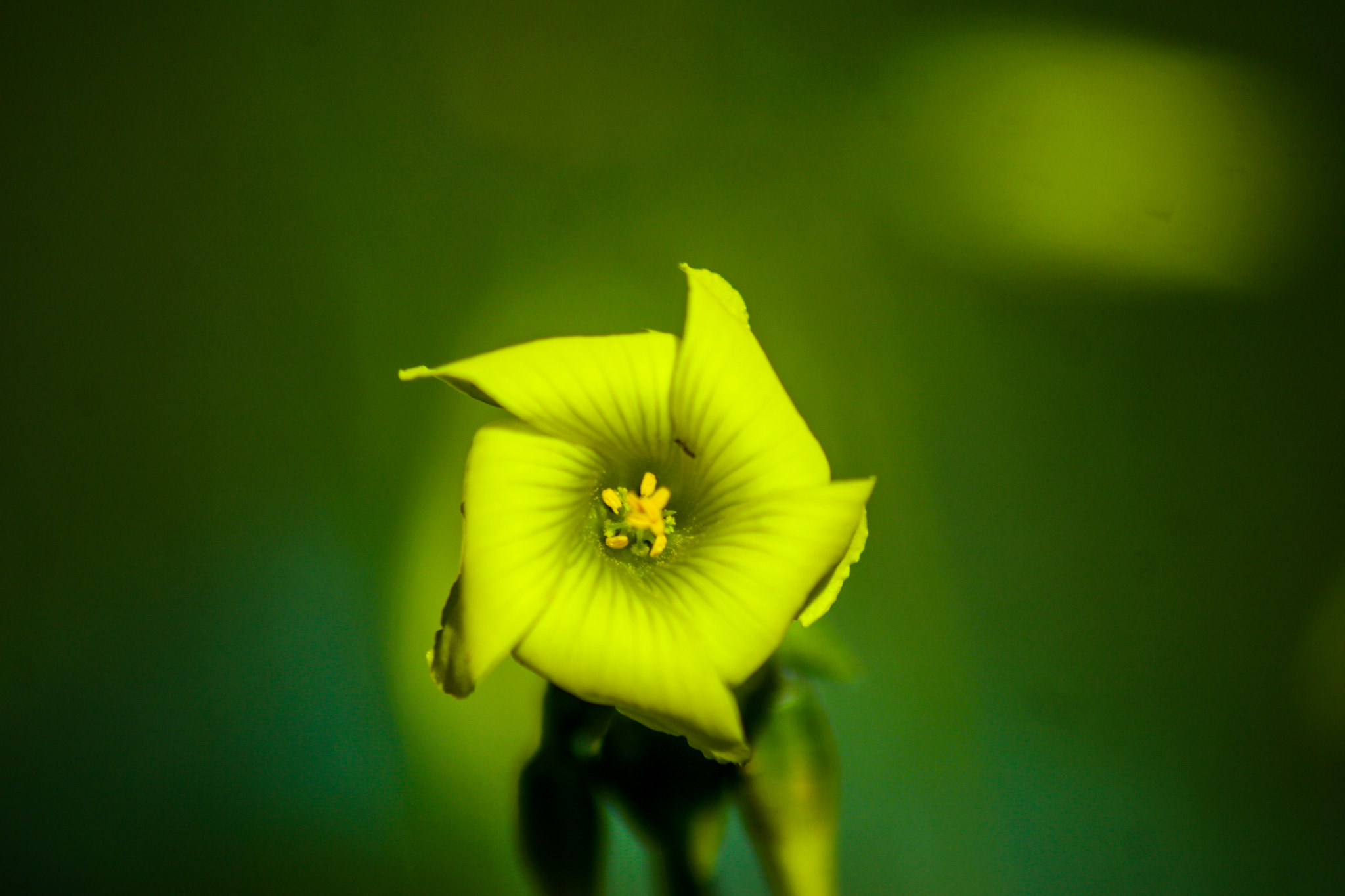 Canon EOS M sample photo. Flower photography