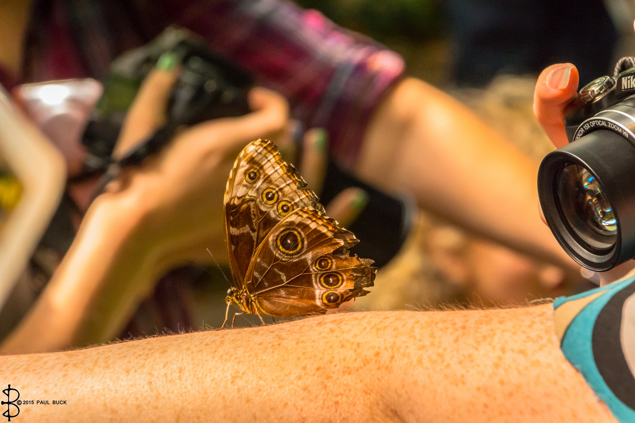 Canon EOS 650D (EOS Rebel T4i / EOS Kiss X6i) sample photo. Giant owl butterfly center of attention photography
