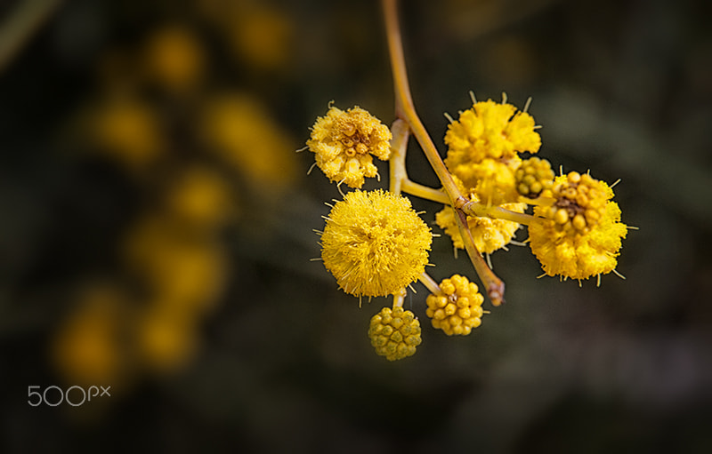 Canon EOS 1000D (EOS Digital Rebel XS / EOS Kiss F) sample photo. Wee yellow branches. photography
