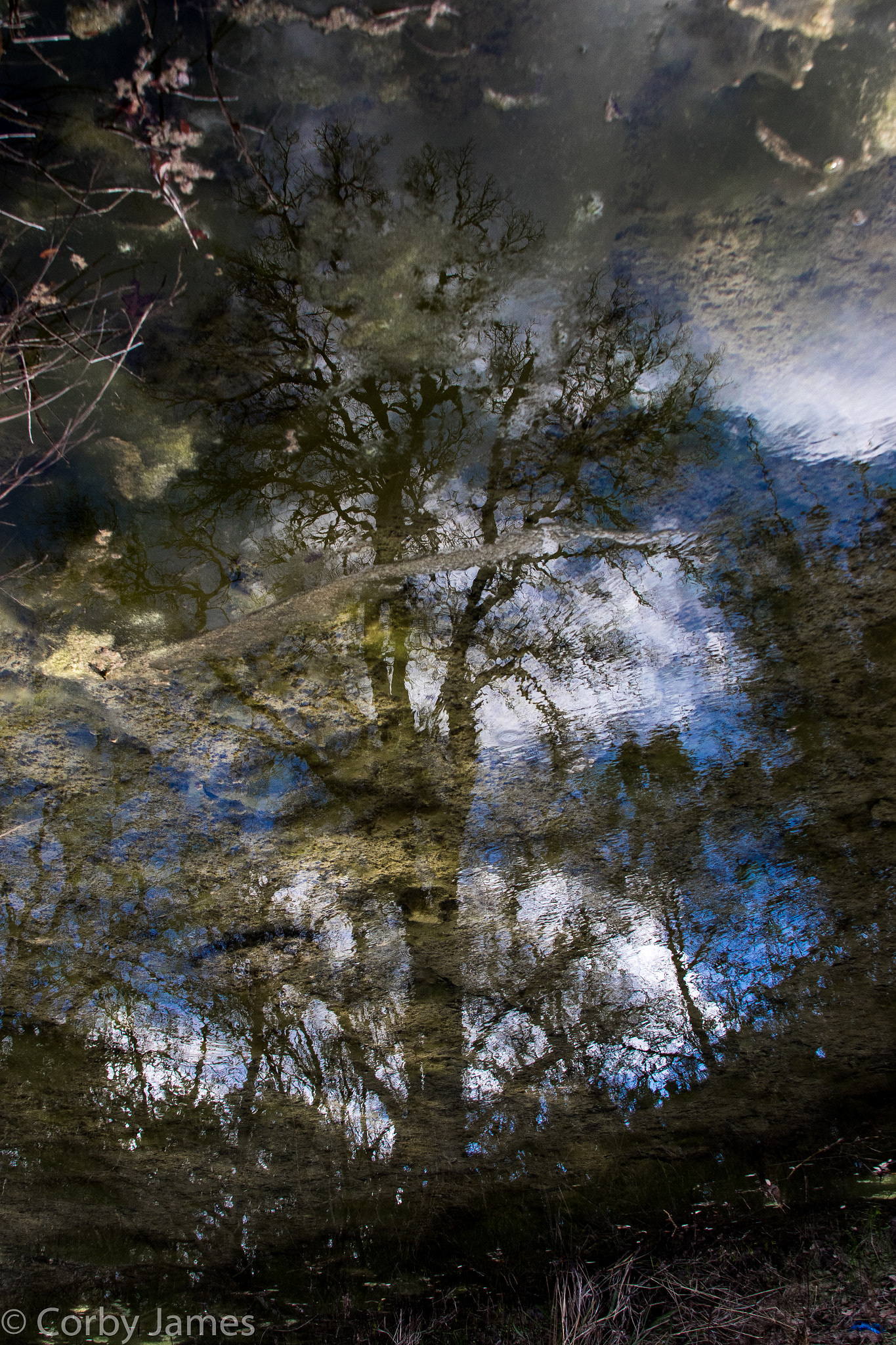 Canon EF 28-135mm F3.5-5.6 IS USM sample photo. Reflected tree photography