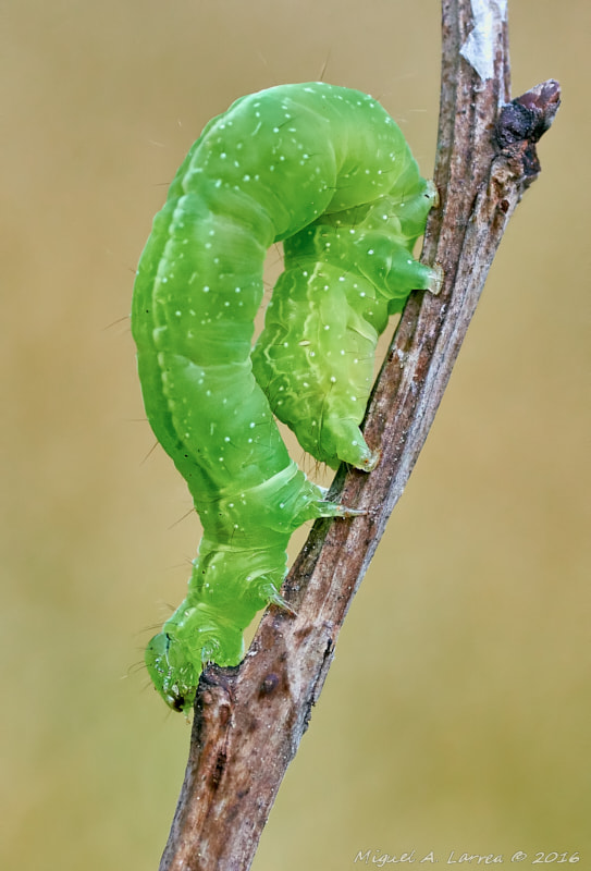 Sony ILCA-77M2 + Tamron SP AF 90mm F2.8 Di Macro sample photo. Green caterpillar photography