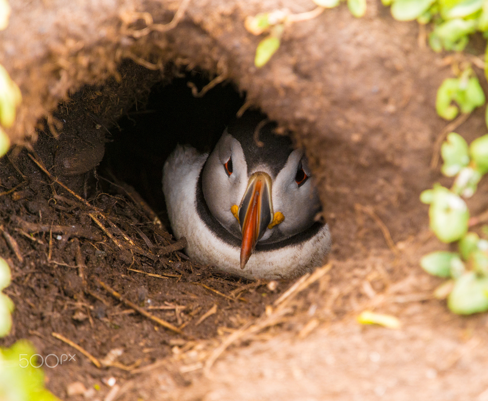 Olympus OM-D E-M5 + Olympus M.Zuiko Digital ED 40-150mm F2.8 Pro sample photo. Puffin on farne islands, northum,berland, uk photography
