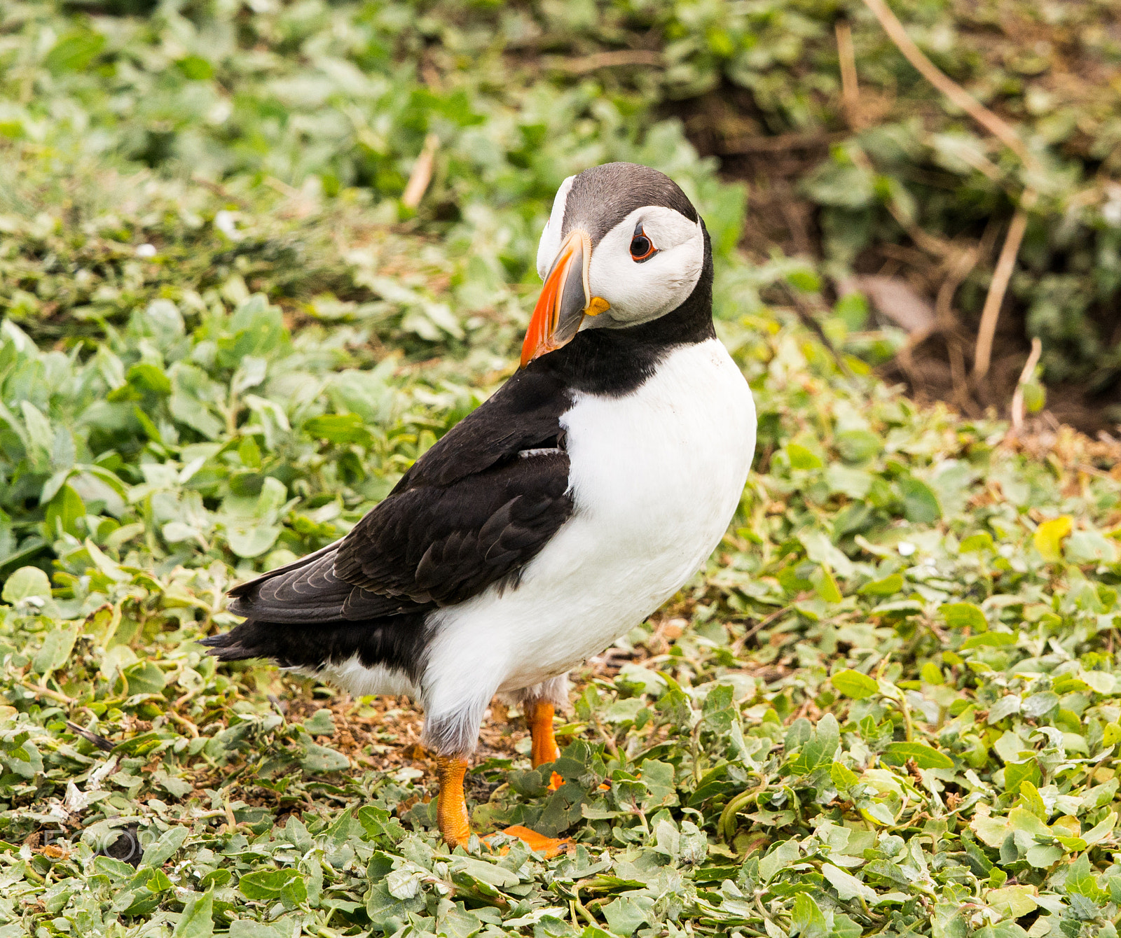 Olympus OM-D E-M5 + Olympus M.Zuiko Digital ED 40-150mm F2.8 Pro sample photo. Puffin on farne islands, northum,berland, uk photography