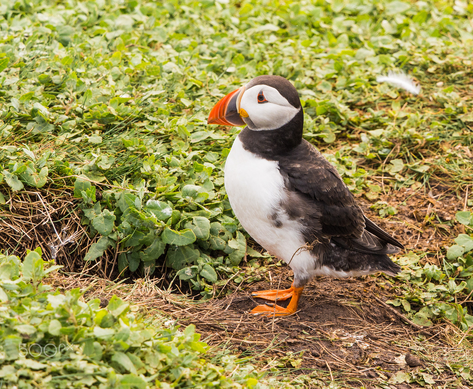 Olympus OM-D E-M5 + Olympus M.Zuiko Digital ED 40-150mm F2.8 Pro sample photo. Puffin on farne islands, northum,berland, uk photography