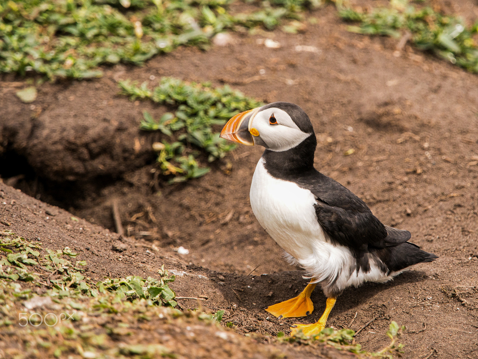 Olympus OM-D E-M5 + Olympus M.Zuiko Digital ED 40-150mm F2.8 Pro sample photo. Puffin on farne islands, northum,berland, uk photography