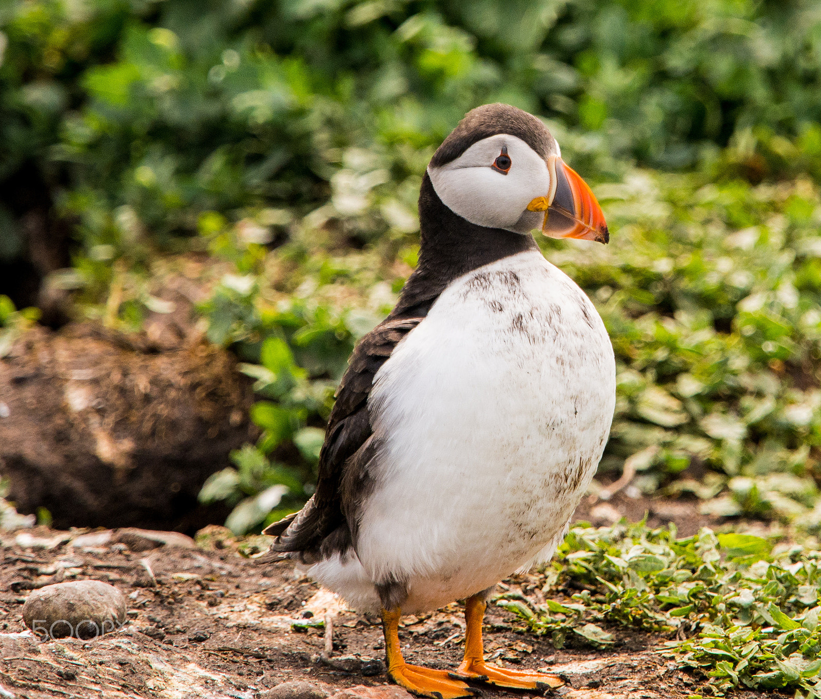 Olympus OM-D E-M5 + Olympus M.Zuiko Digital ED 40-150mm F2.8 Pro sample photo. Puffin on farne islands, northum,berland, uk photography