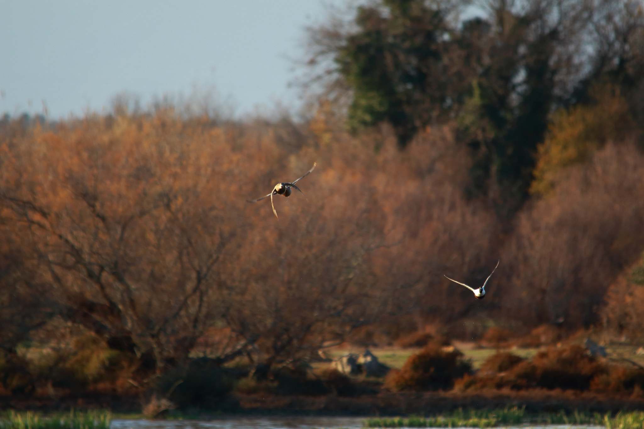 Sigma 150-500mm F5-6.3 DG OS HSM sample photo. Flying photography