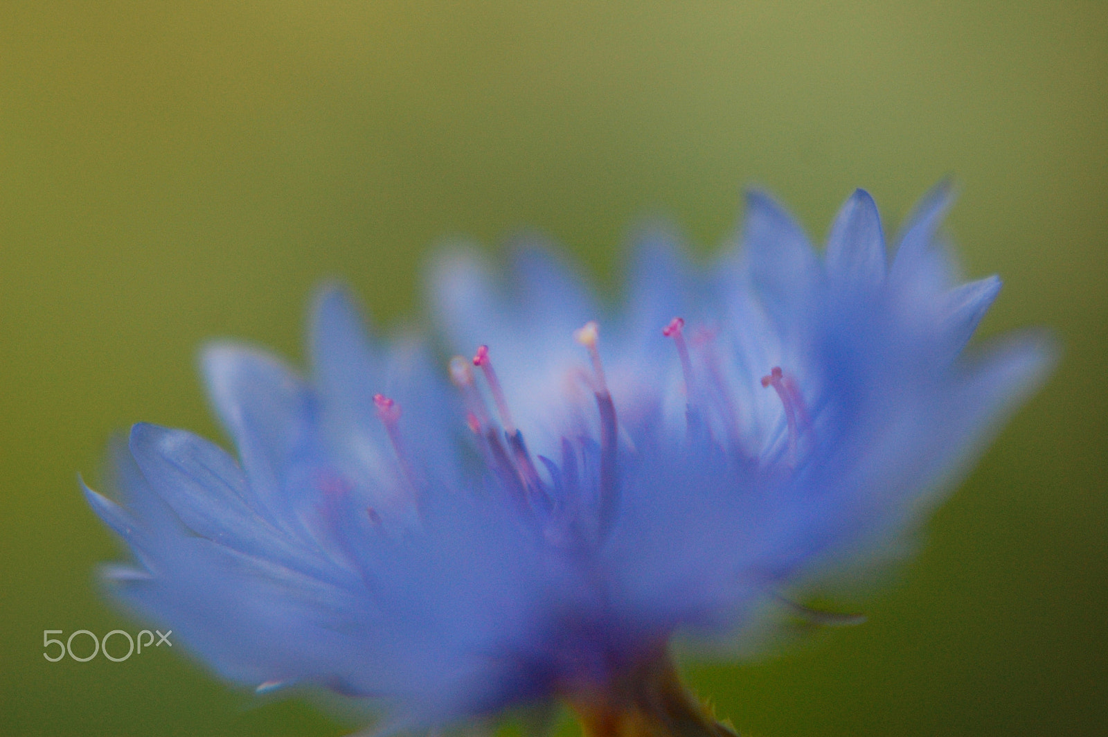 Nikon D40 + Nikon AF Nikkor 50mm F1.8D sample photo. Time forever frozen photography