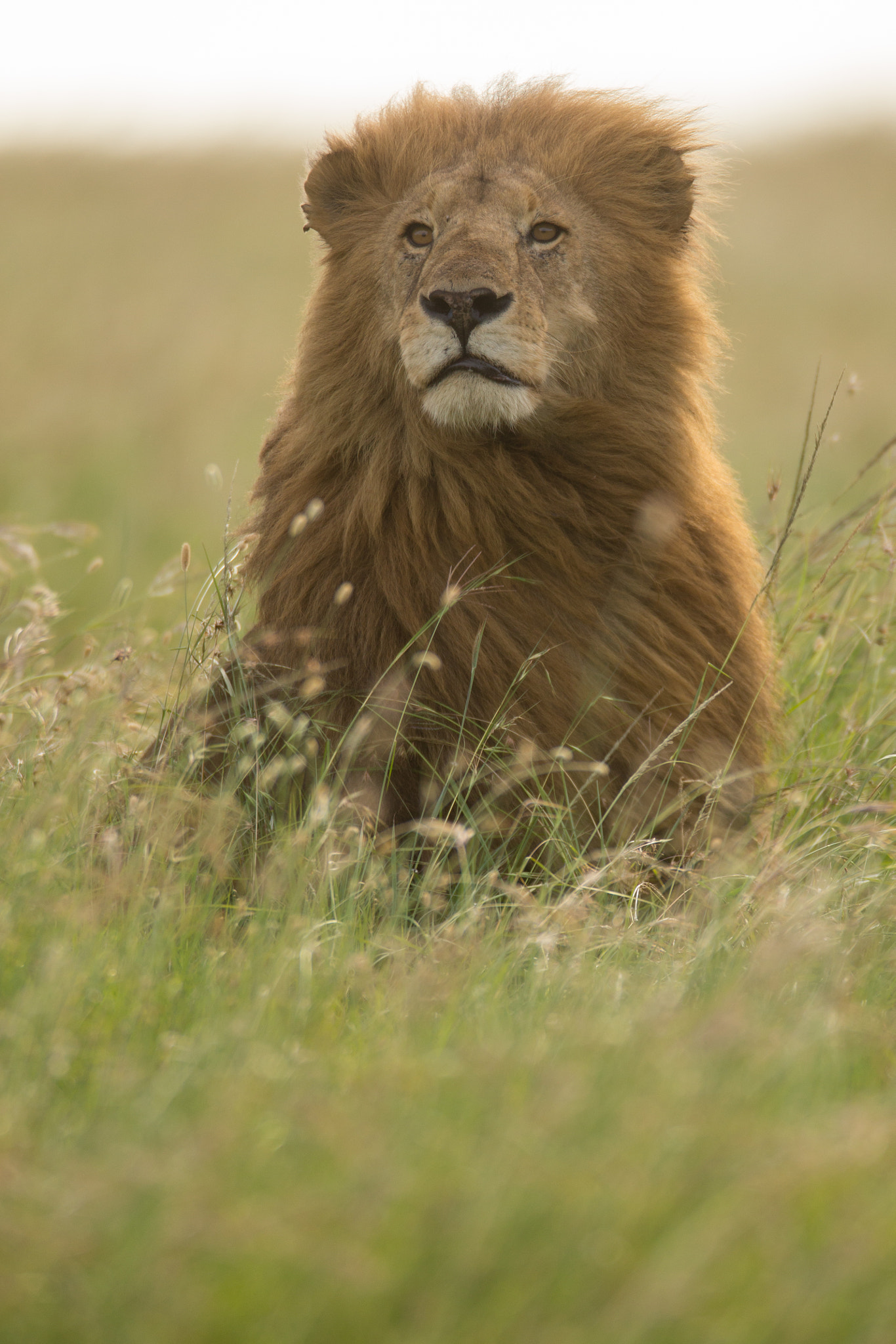 Canon EF 600mm F4L IS USM sample photo. Wind in my mane photography