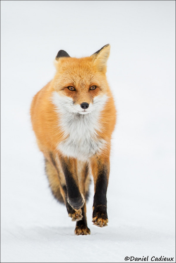 Canon EF 500mm F4L IS II USM sample photo. Fox trot photography