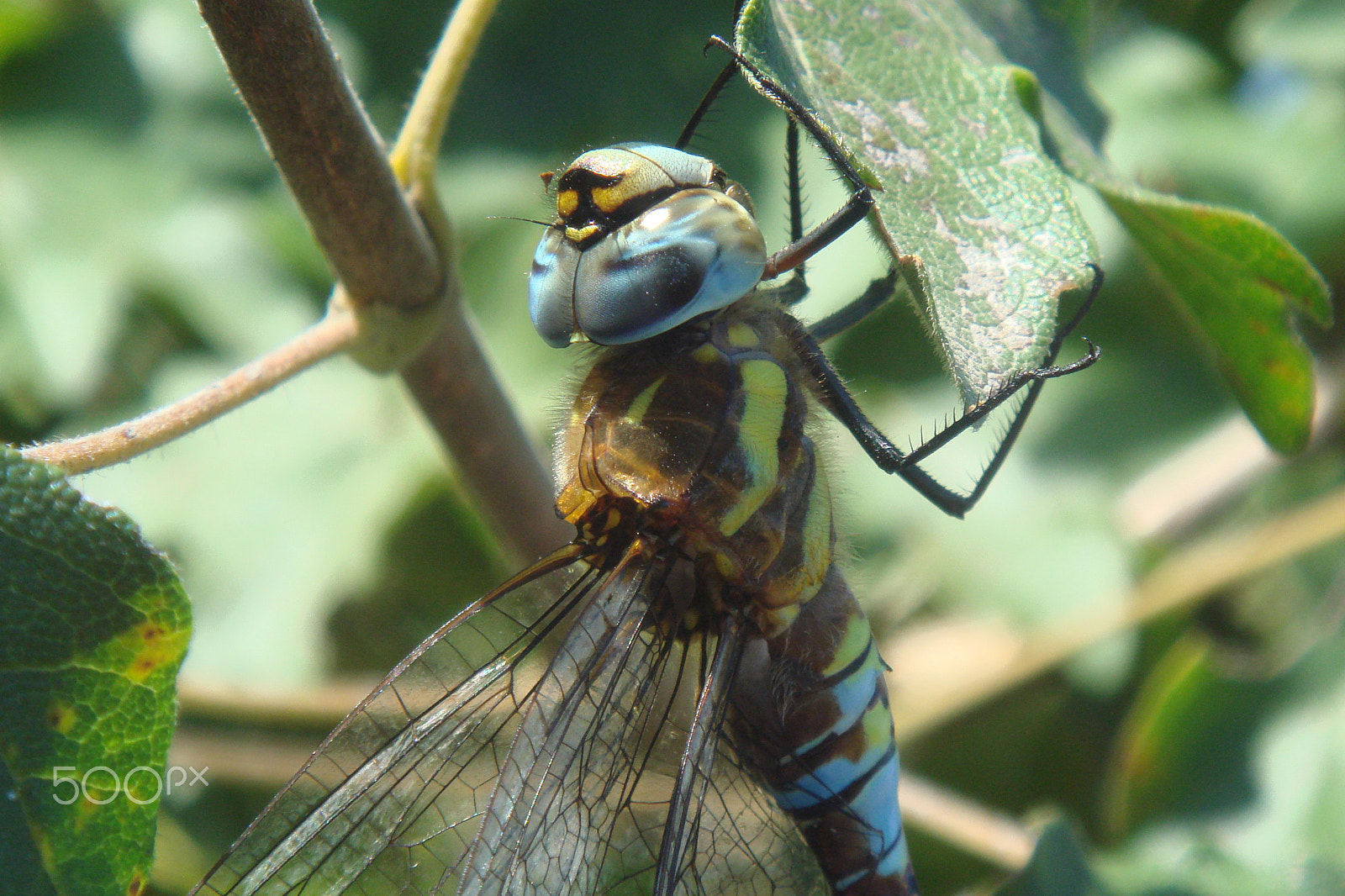 Sony DSC-T10 sample photo. Dragon photography