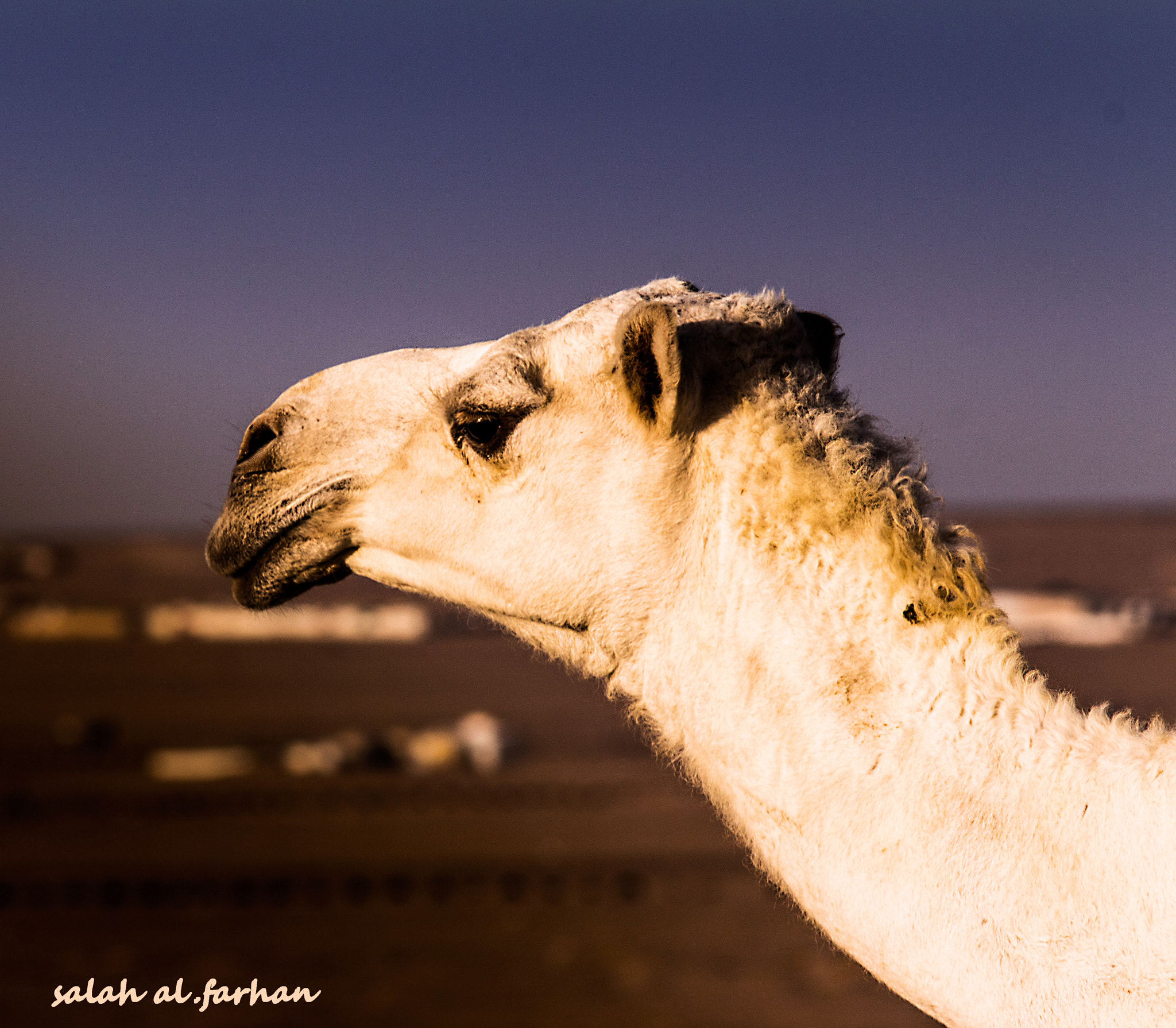 Sigma 150-500mm F5-6.3 DG OS HSM sample photo. Camel  photography